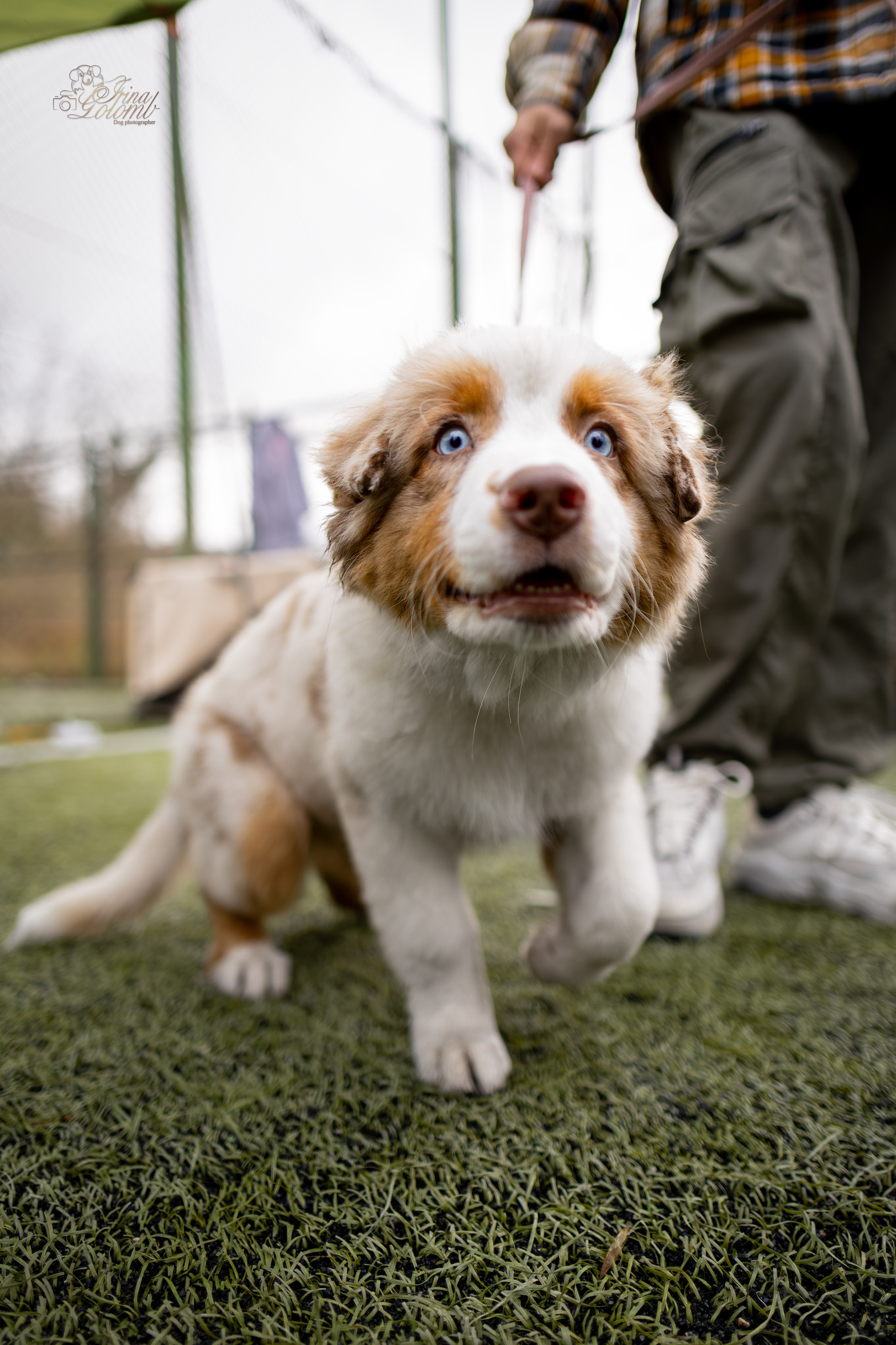 Выставка 17.12.23. Ирина Голомб|Фотограф-анималист в  Сочи и Калининграде