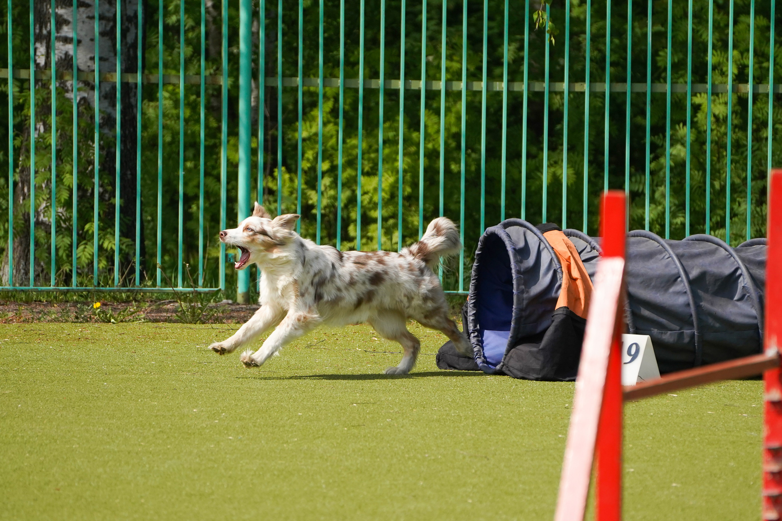 Аджилити 25.05.24, Санкт-Петербург. Фотограф-анималист Анастасия Большакова
