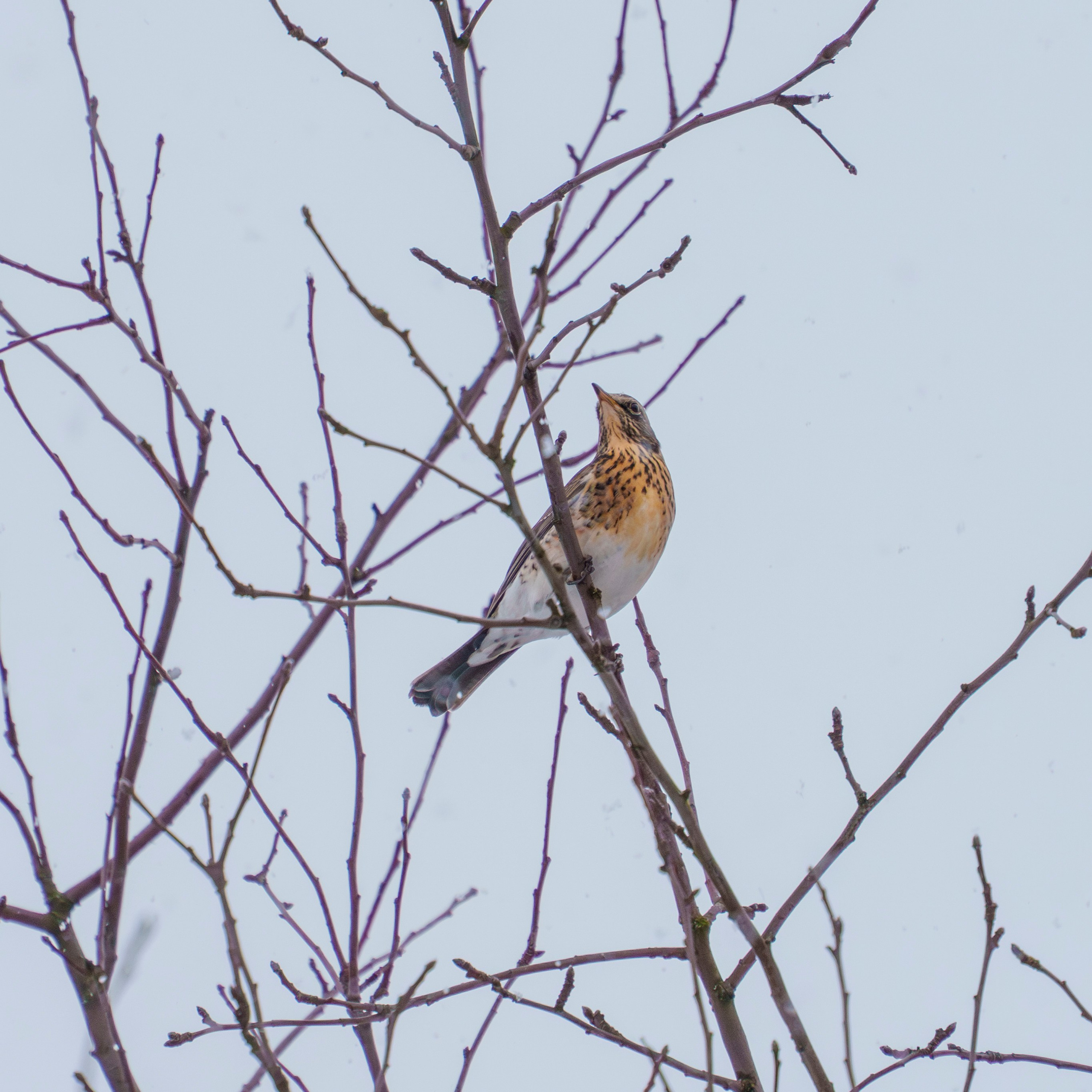 Animals — Животные