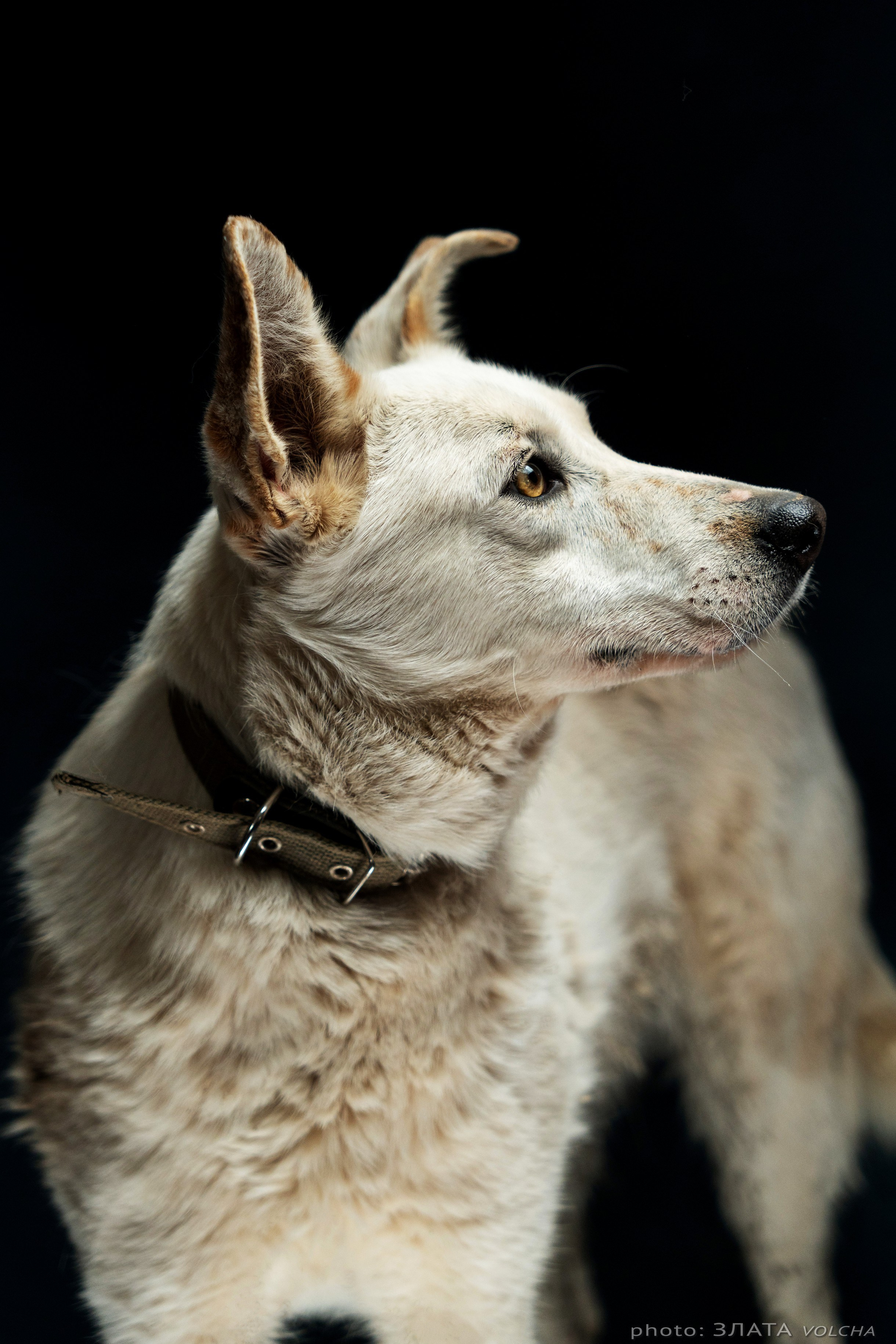 Собаки в студии. Фото, видео, монтаж