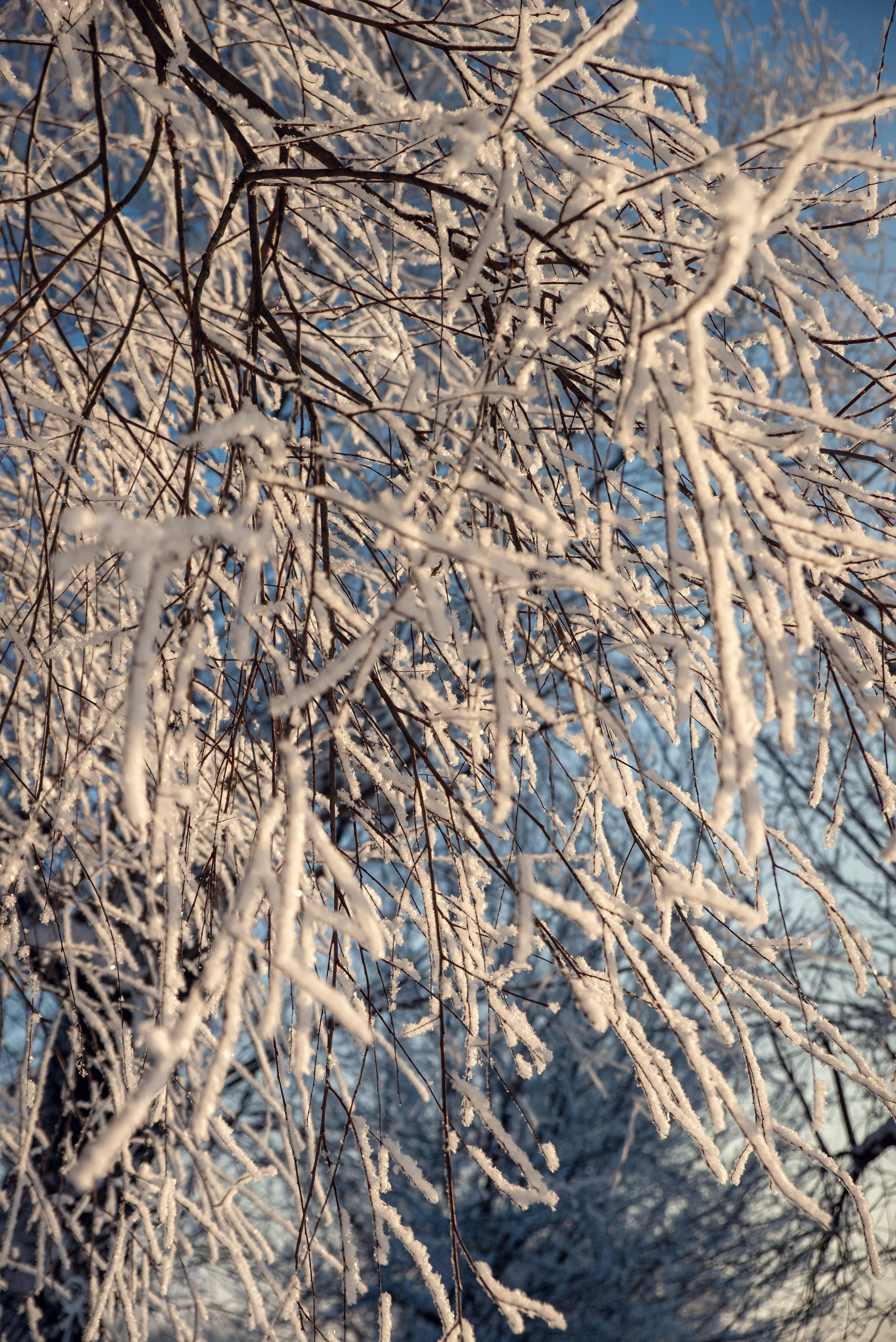 Зимушка зима. Фотограф Крещение Венчание Москва