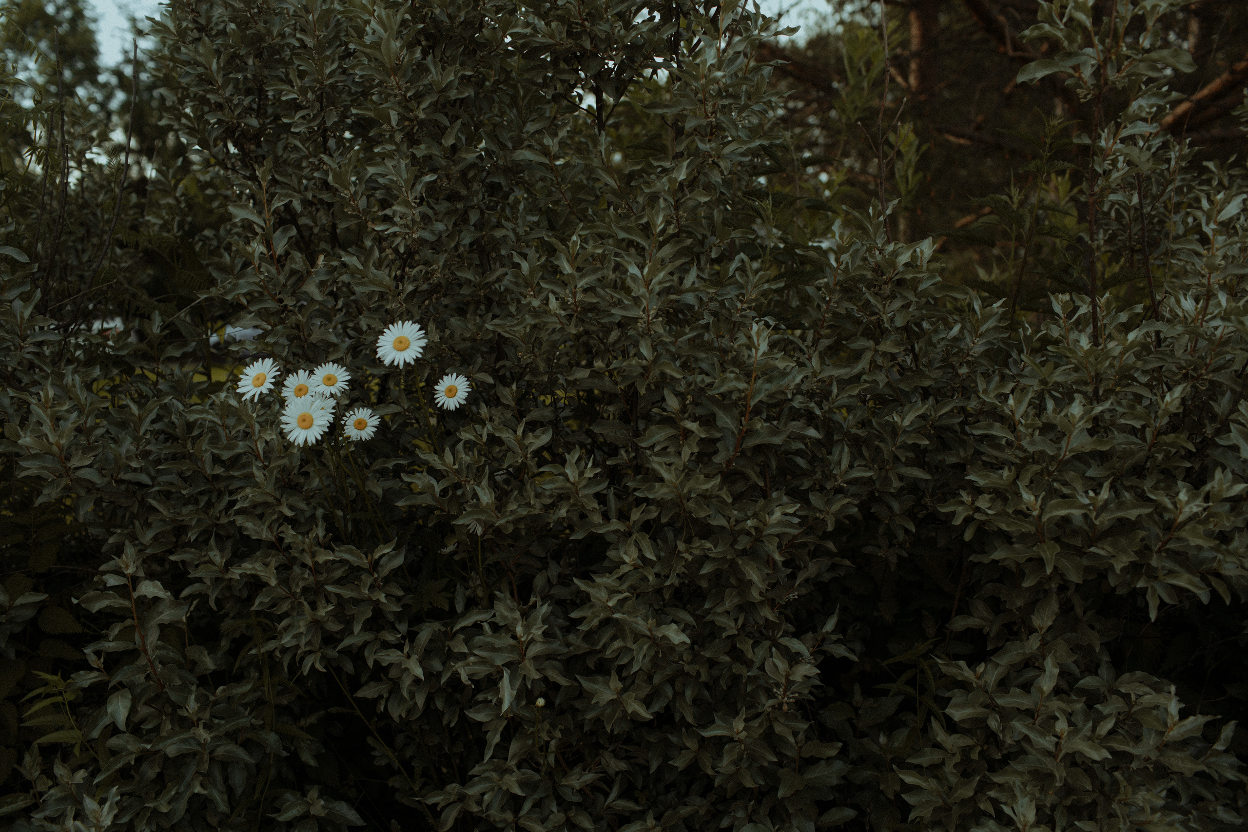 Диана & Андрей. Свадебный фотограф Артак Костанян