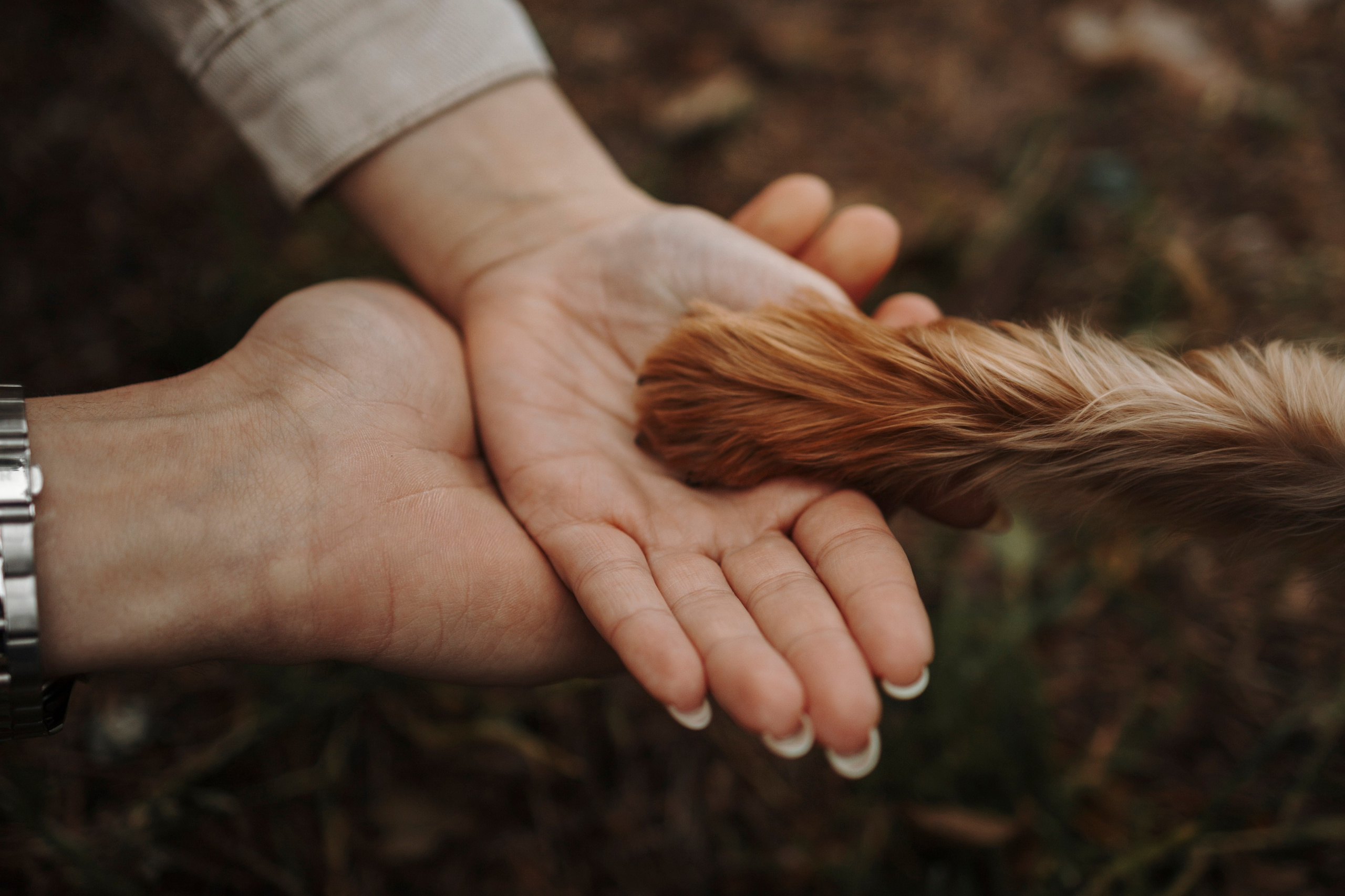 День из жизни Чуи и его семьи. Фотограф-анималист в Санкт-Петеребурге Титова Алиса