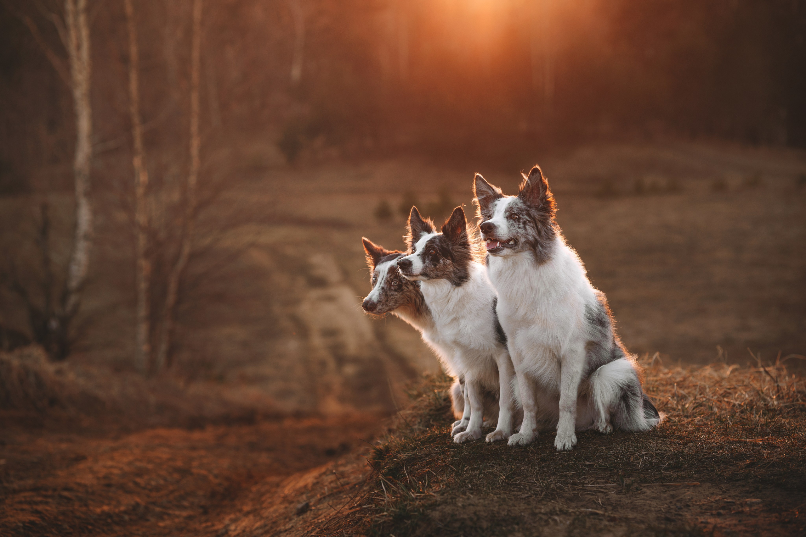 Фотограф анималист Осипчикова Мария
