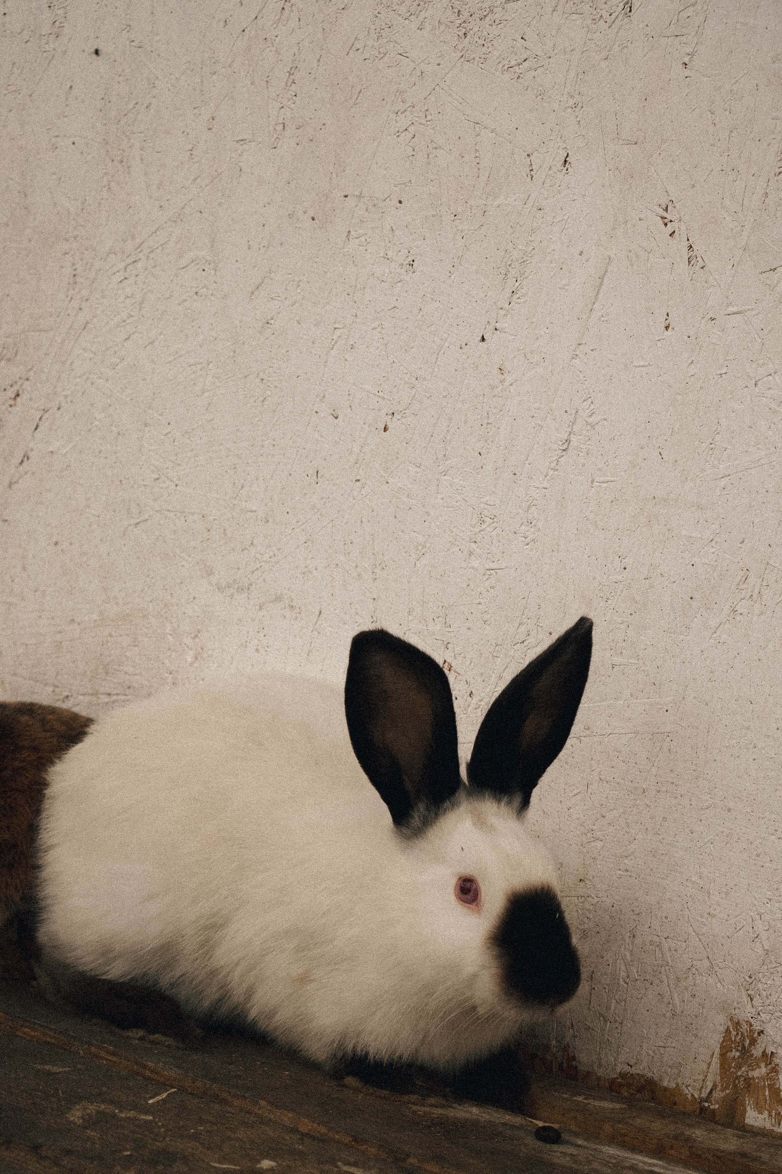 Ферма Альпак. Профессиональный фотограф, Санкт-Петербург — Виктория Богомолова