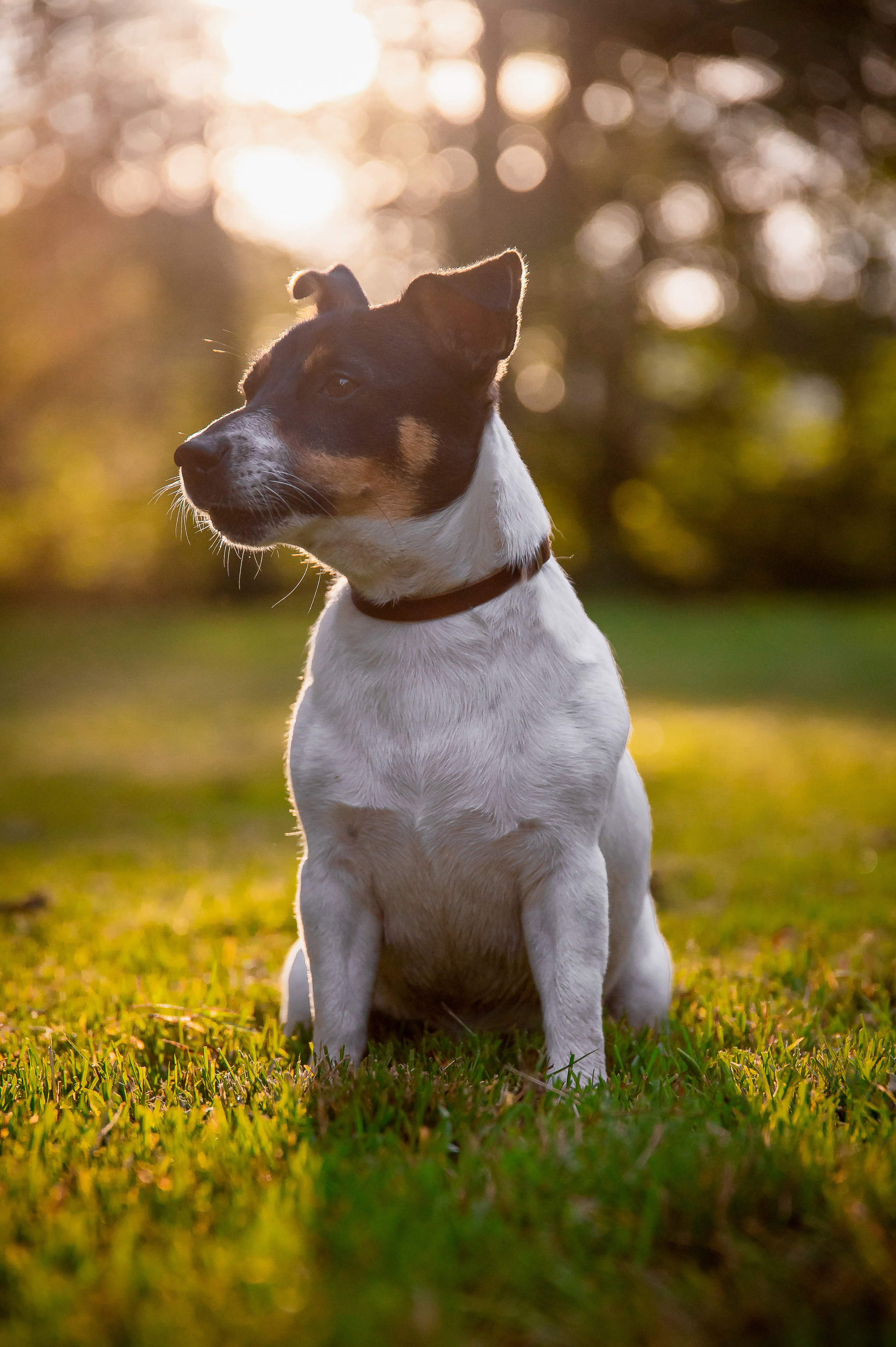 Собаки. Фотограф-анималист в Санкт-Петербурге Анастасия Иванова