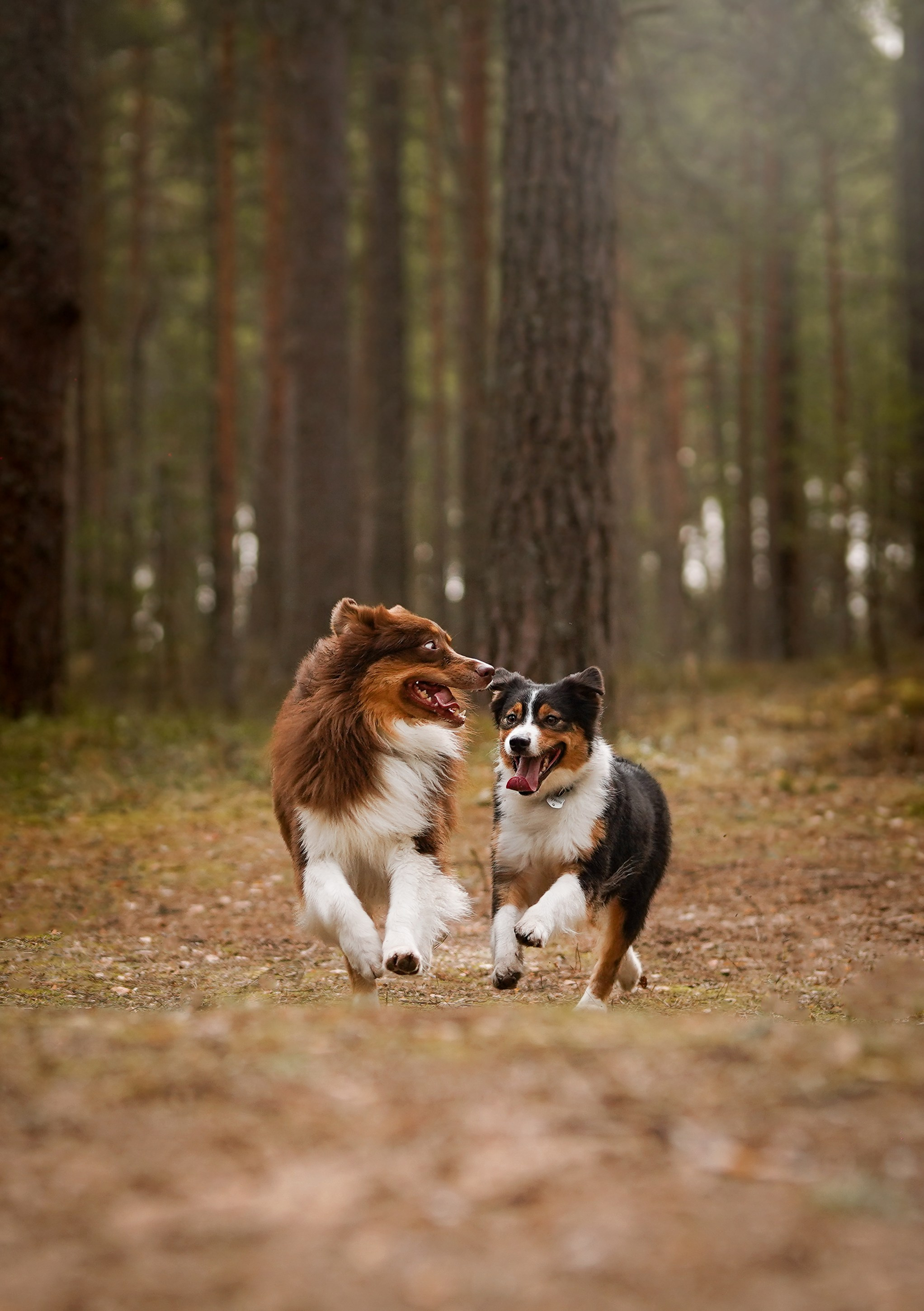 Аусси на Ладоге. Фотограф-анималист в Санкт-Петербурге Яна Мартынова