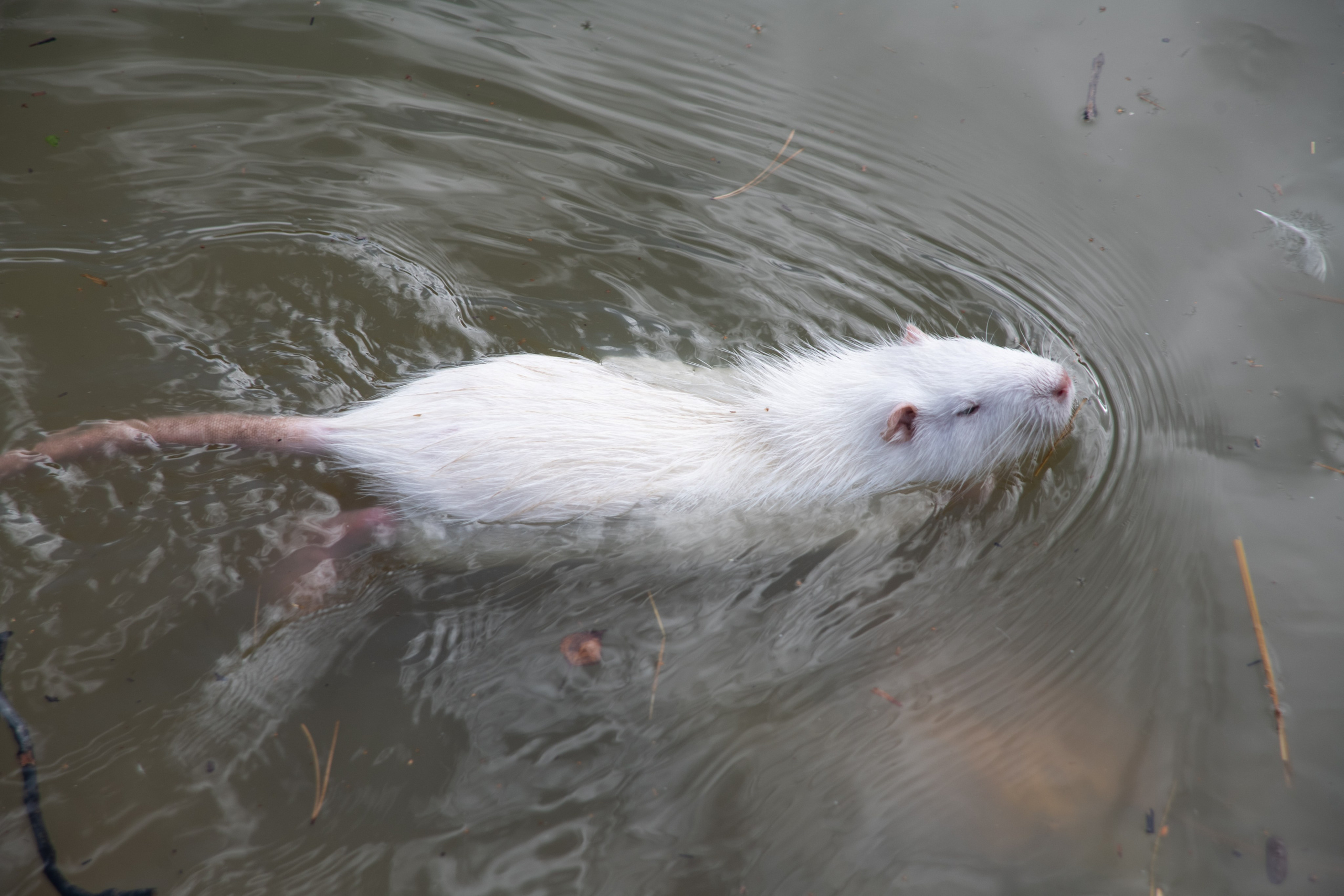 Нутриевая ферма. Большакова Полина — фотограф в Туле