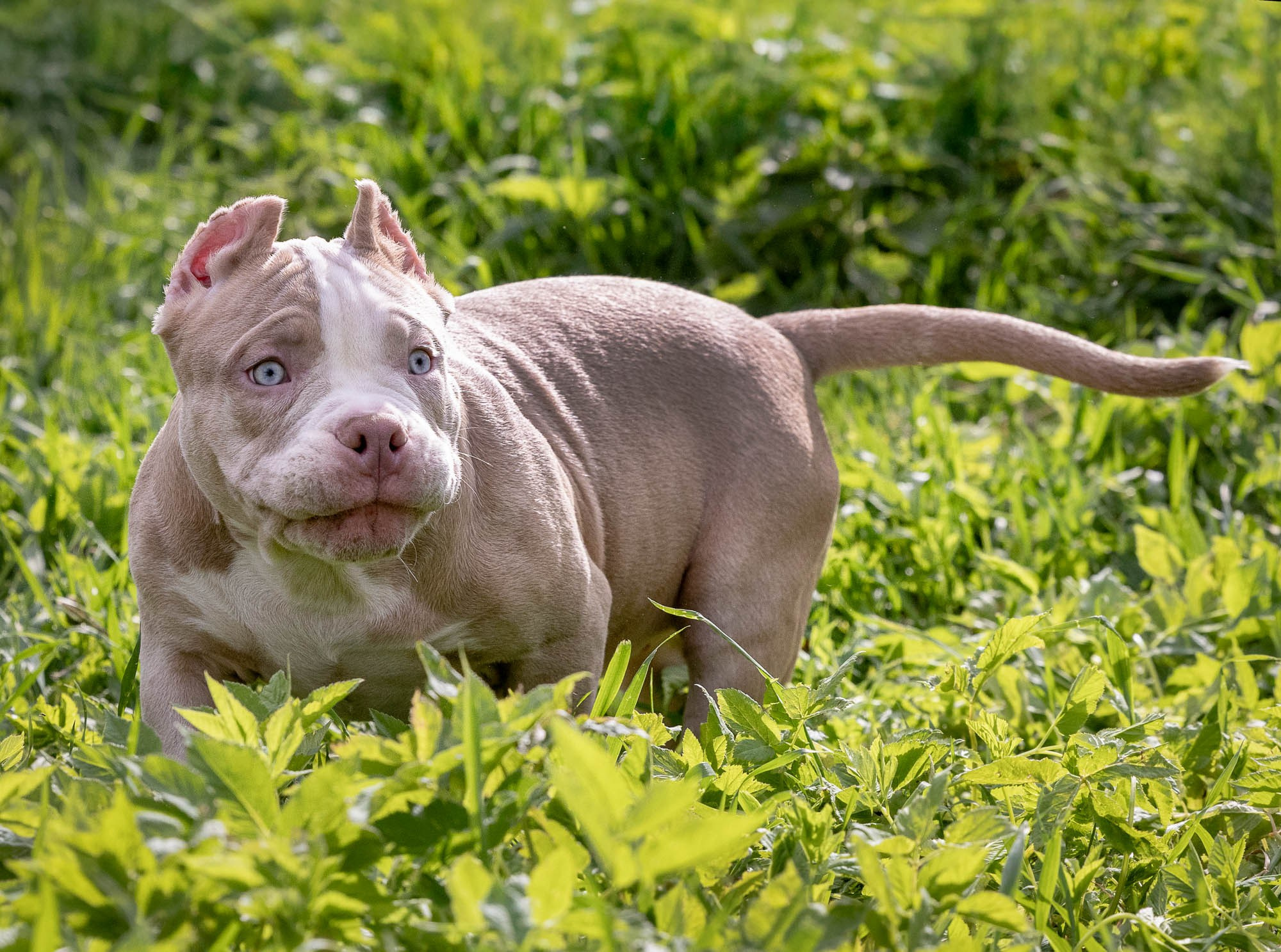 Щенки Тэя. Виктория Михайловская. Фотограф-анималист. Москва