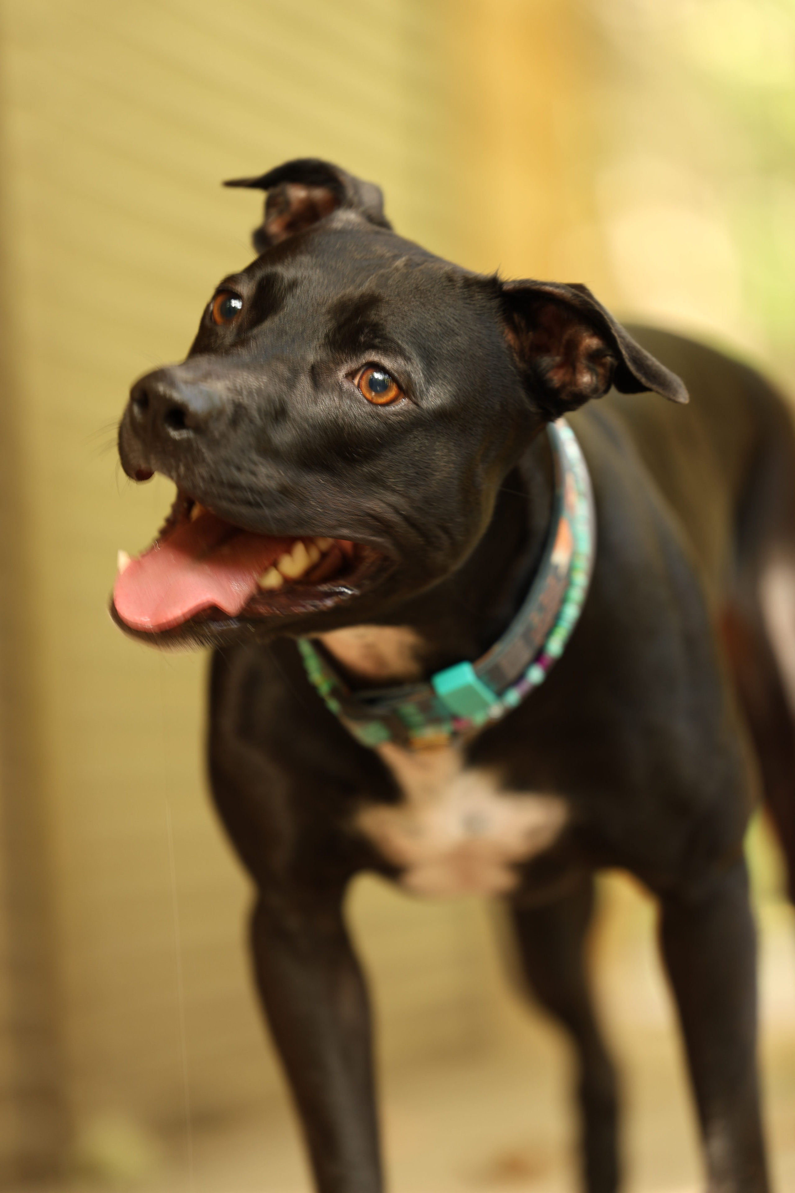 Алена и Бора. Виктория Михайловская. Фотограф-анималист. Москва