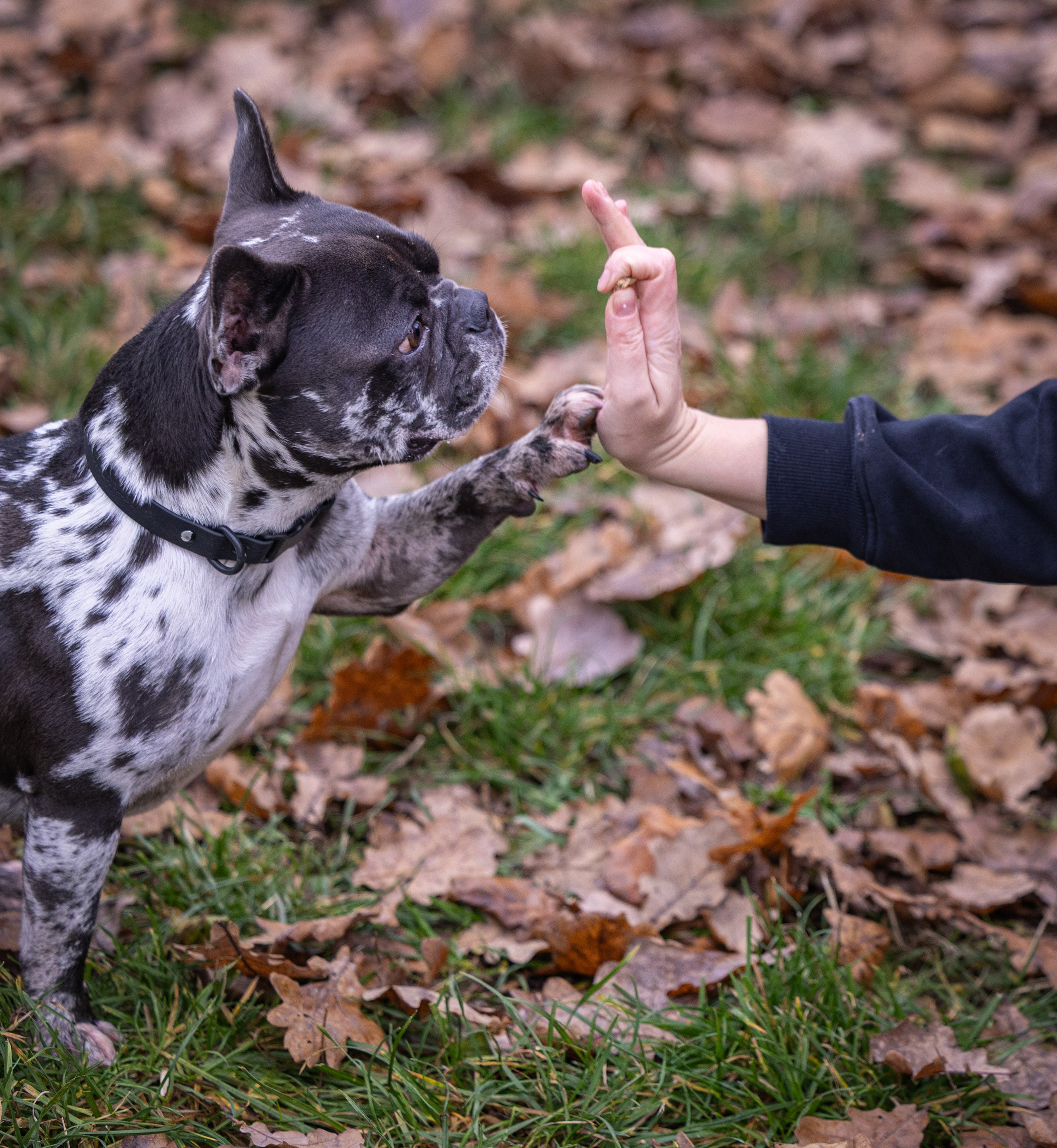 Буся. Виктория Михайловская. Фотограф-анималист. Москва