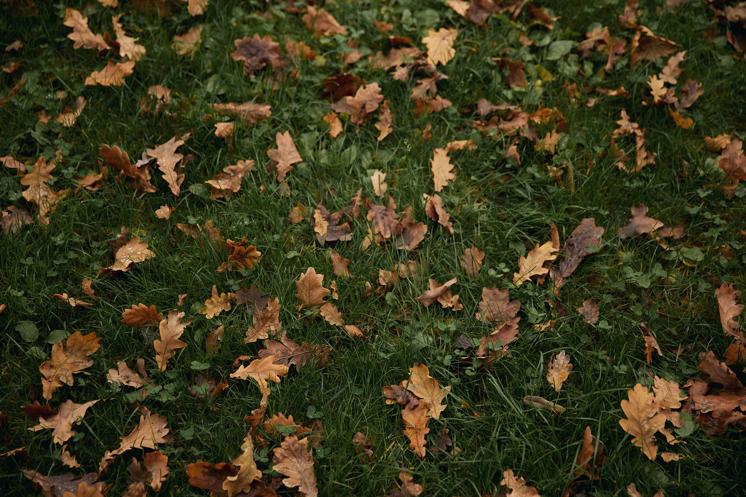 Тамара и Никита