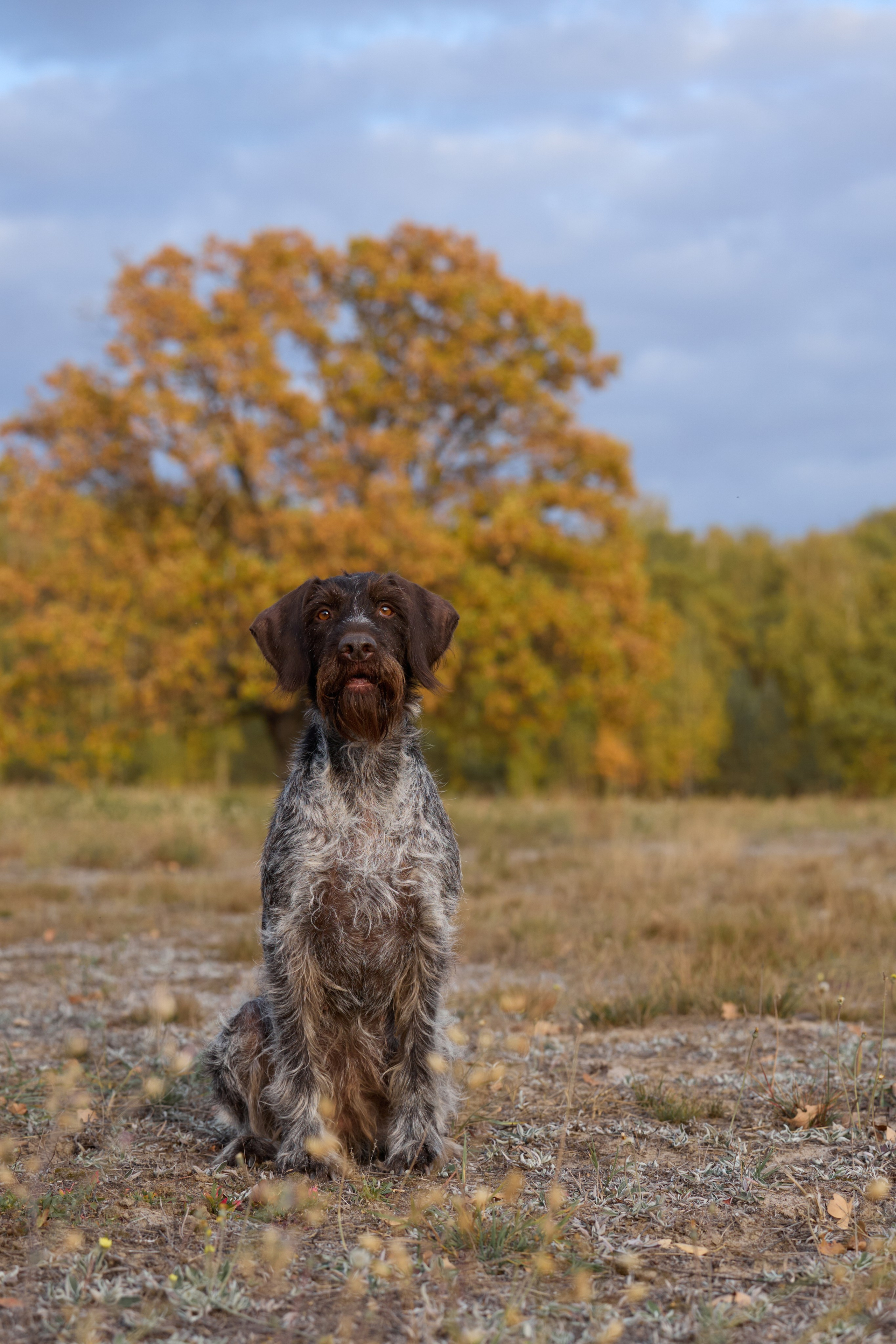 Семейная история. Фотограф анималист в Казани Алина Сулейманова. Фотограф животных