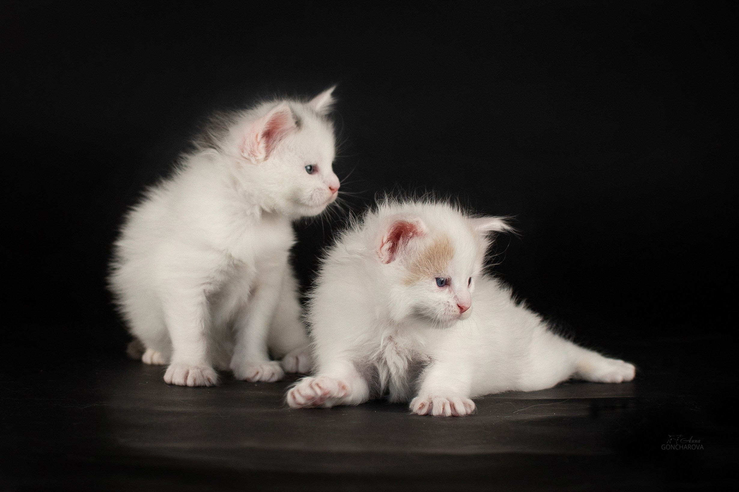 Съемка кошек. Фотограф анималист в Ростове I Гончарова Анна