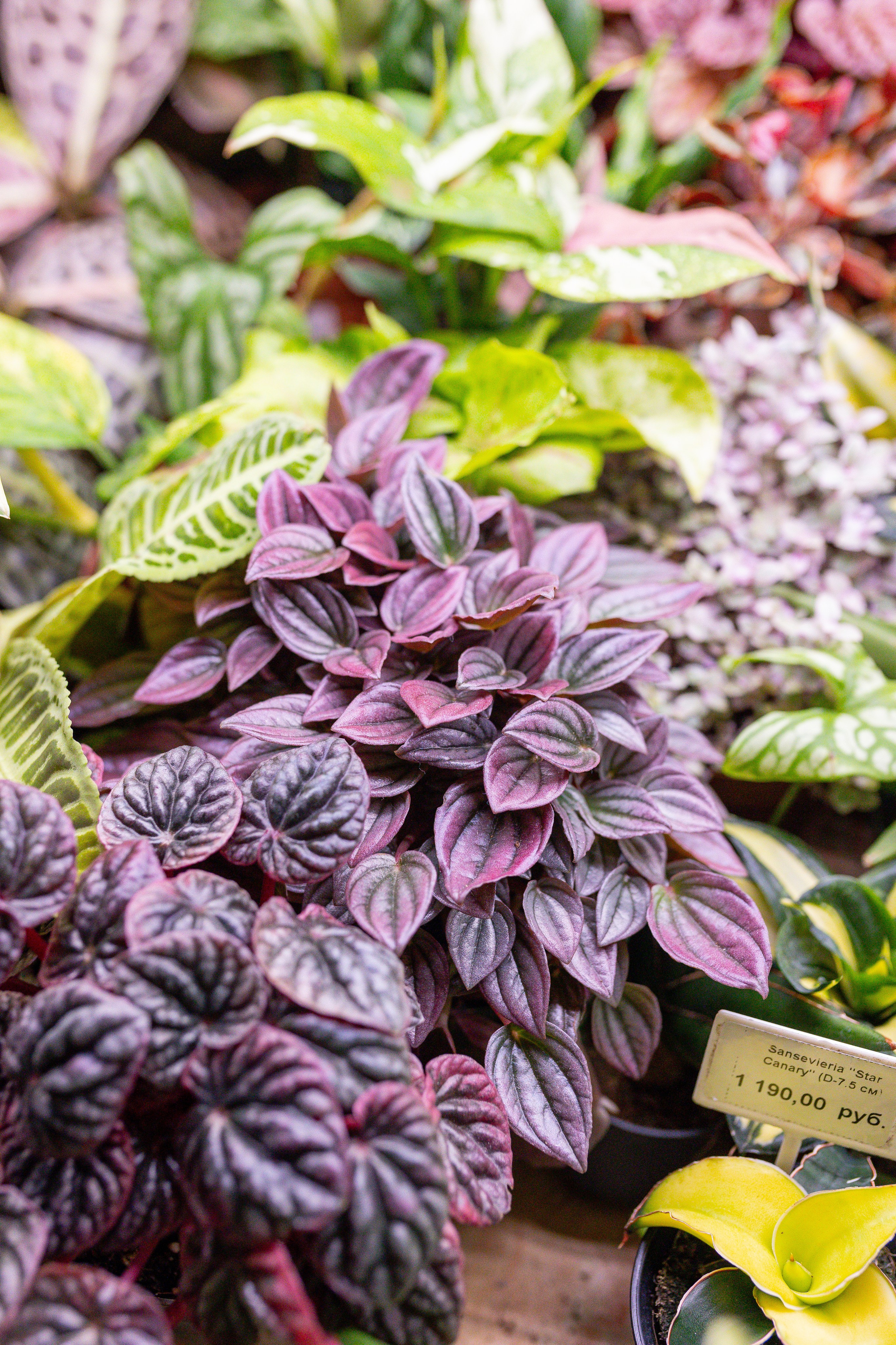 Монстериум 11–12 октября. Александра Куликова фотограф, Москва