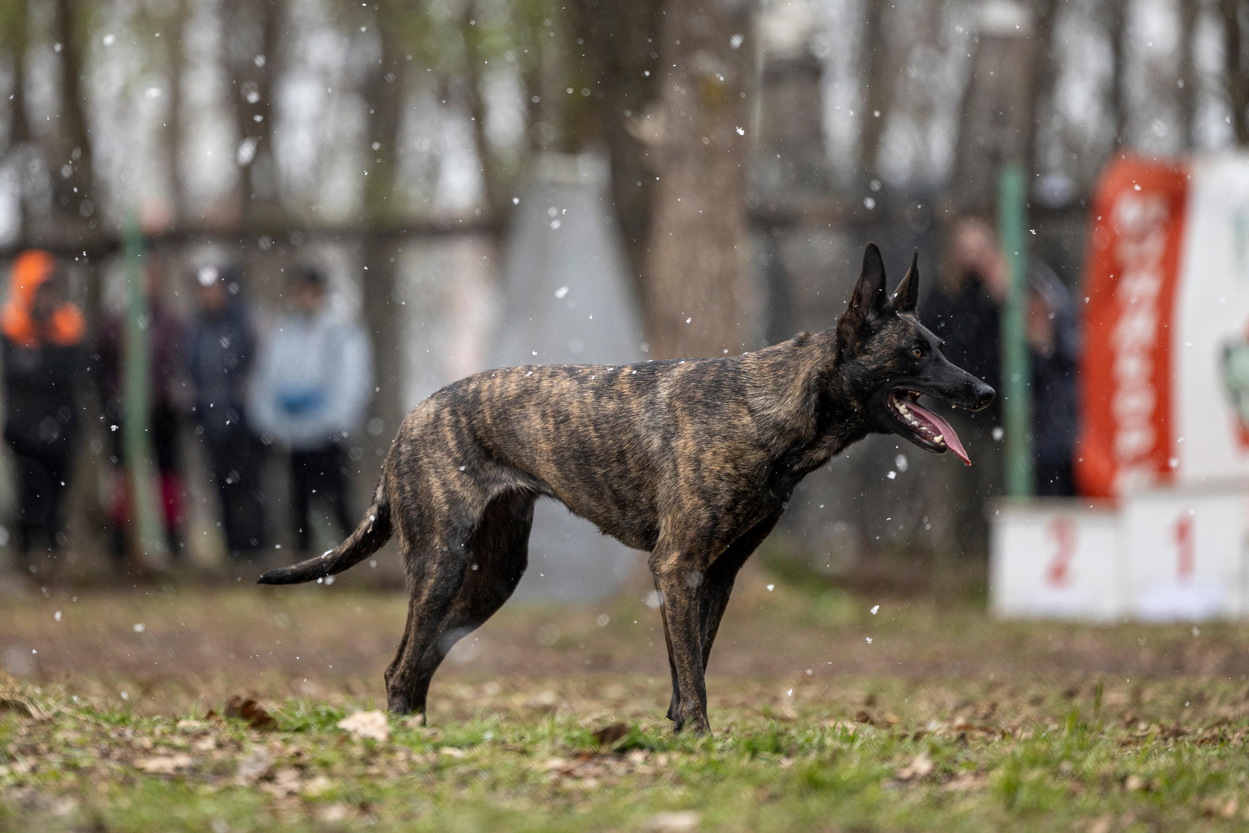 Квалификационные состязания по мондьорингу г. Вологда 11.05.24. Фотограф-анималист Анна Маринич