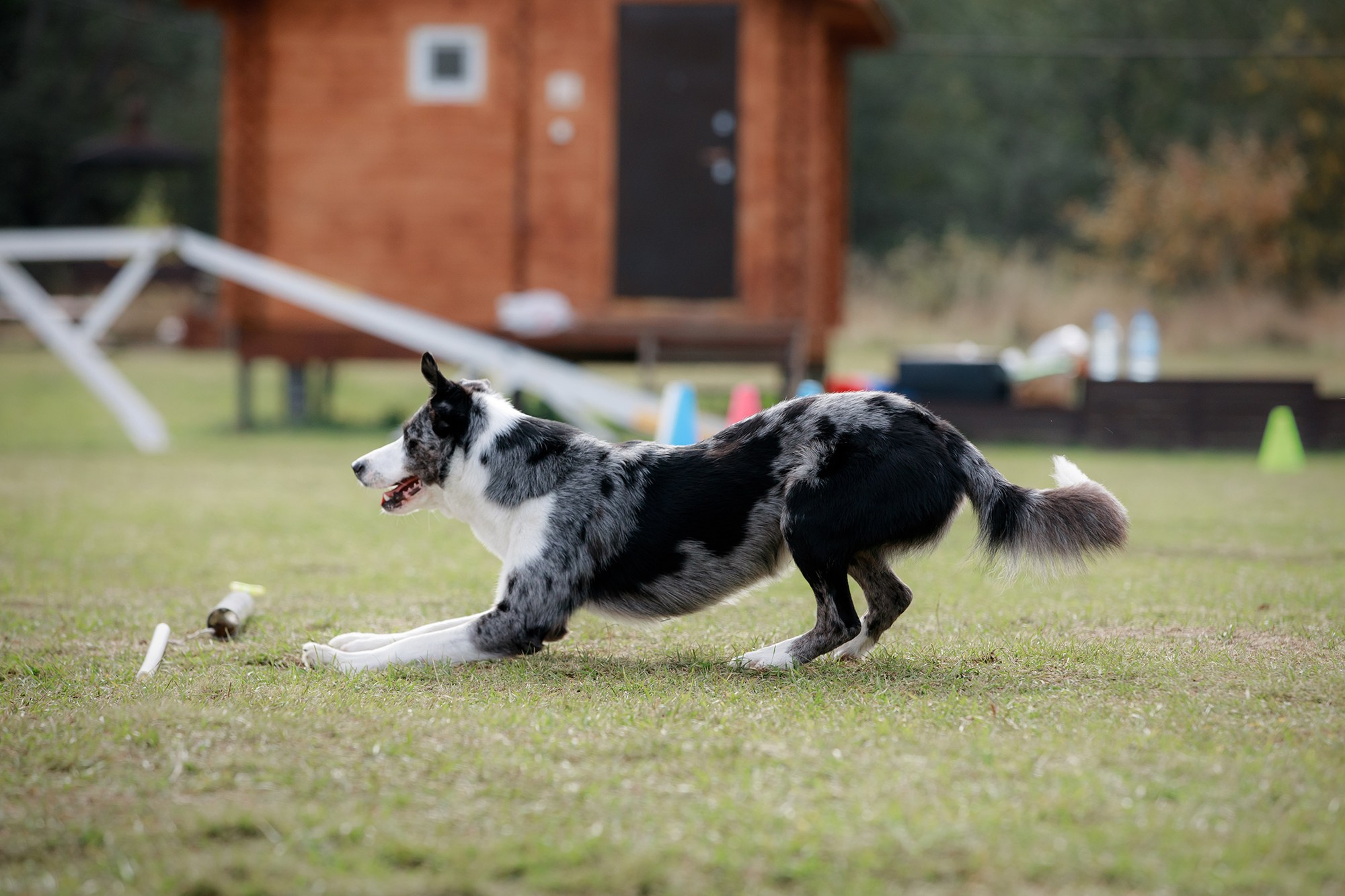 Лагерь по ОБД с Инной Баженовой. Фотограф-анималист Mary Mart — Москва, Питер
