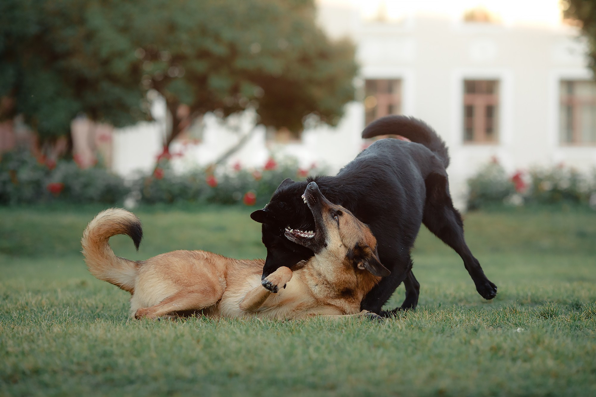 Алена, Кай и Мара. Фотограф-анималист Mary Mart — Москва, Питер