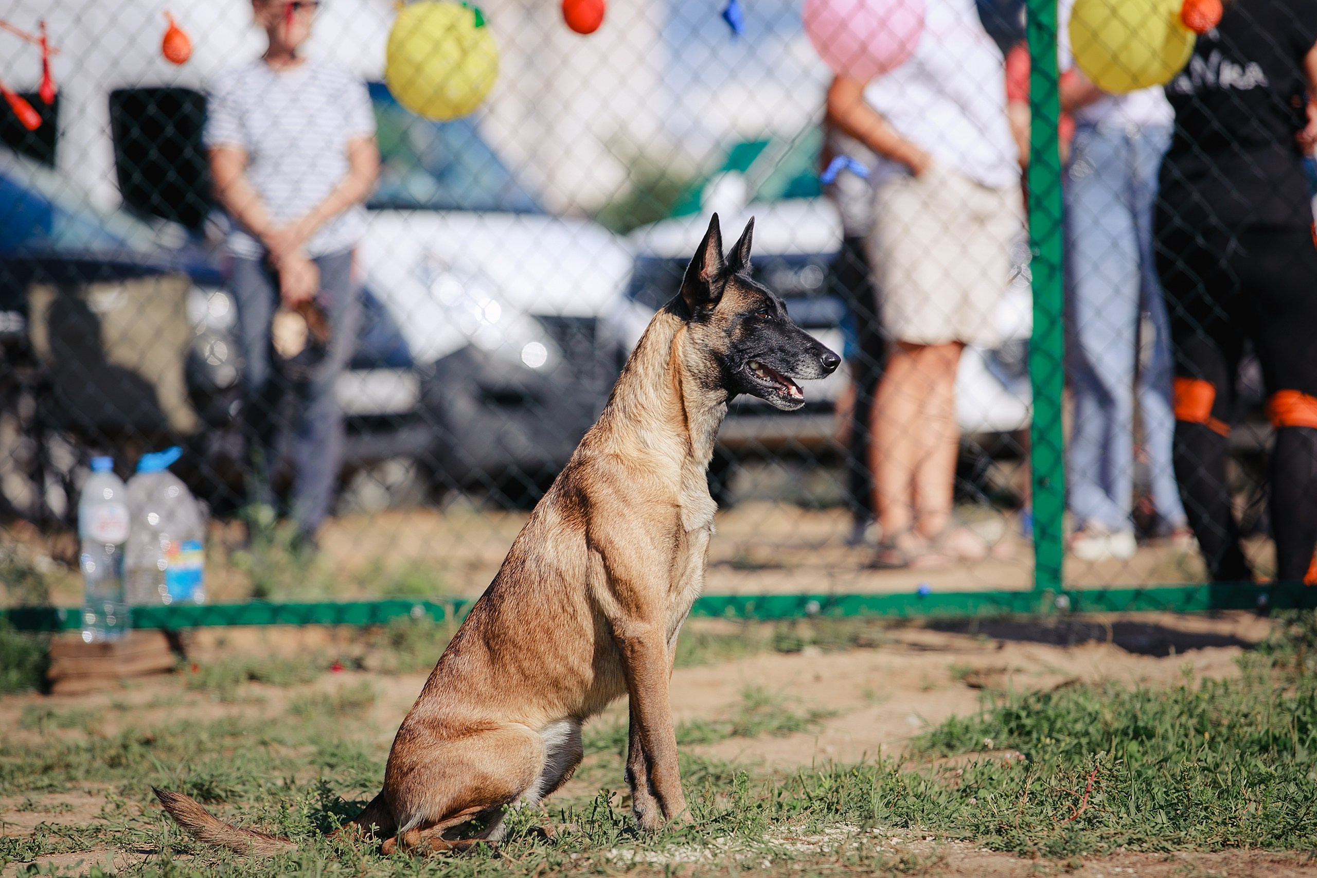 Мондьоринг М1, М2, М3, Вологда. Фотограф-анималист Mary Mart — Москва, Питер