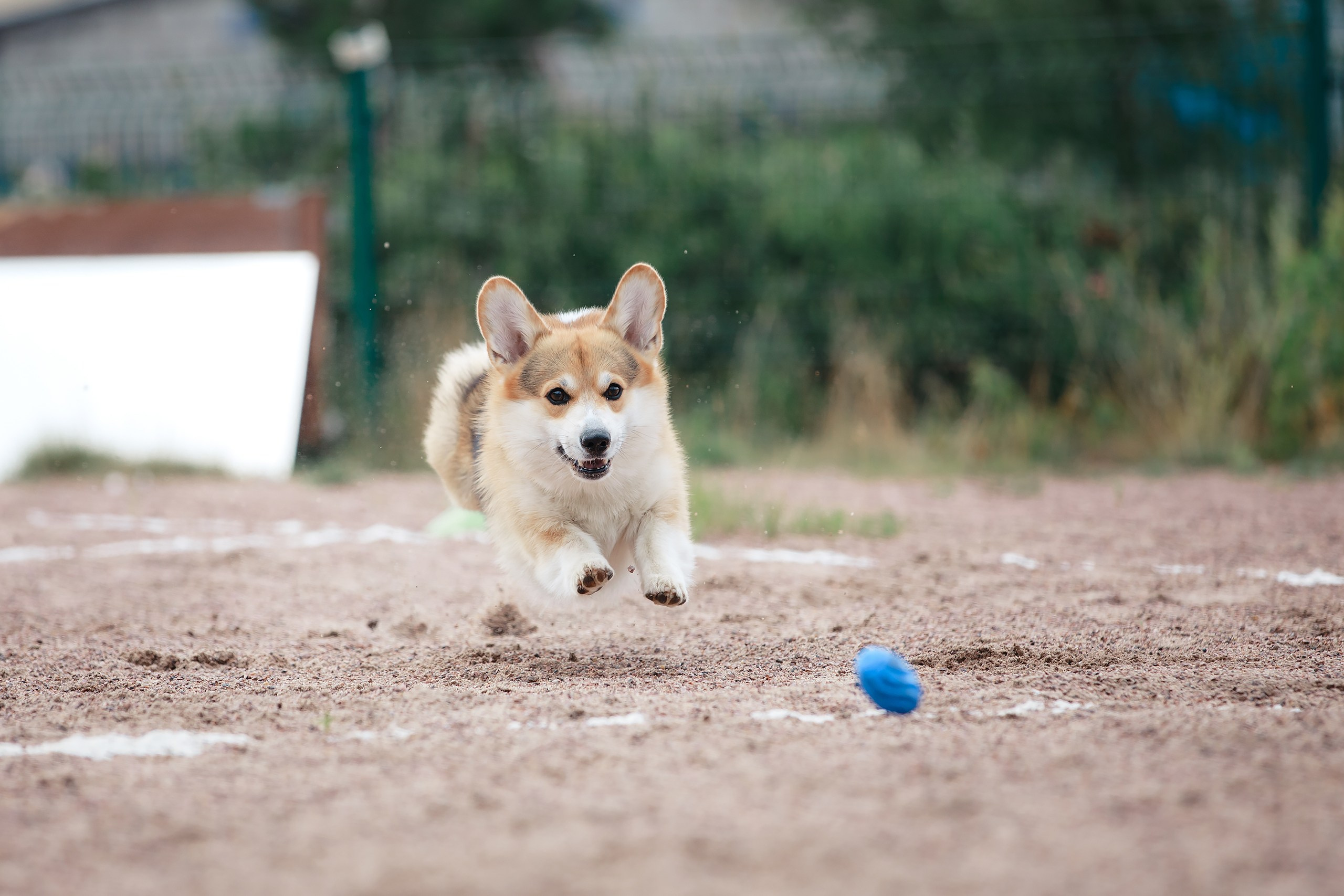 Питч&Гоу + веселые старты. Фотограф-анималист Mary Mart — Москва, Питер