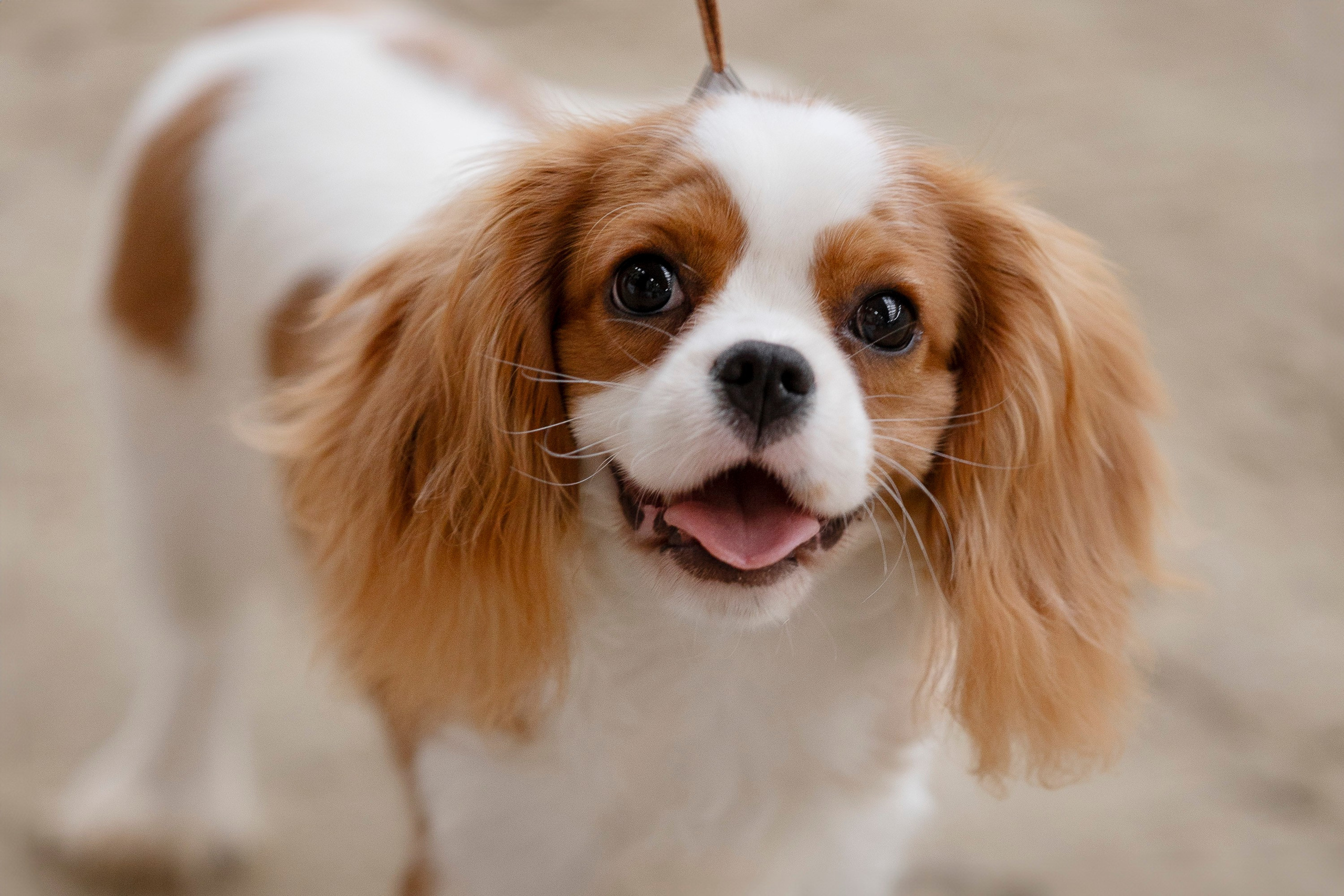 Россия 2024. Фотограф анималист, семейный фотограф, фотограф собак Комратова Мария. г. Москва