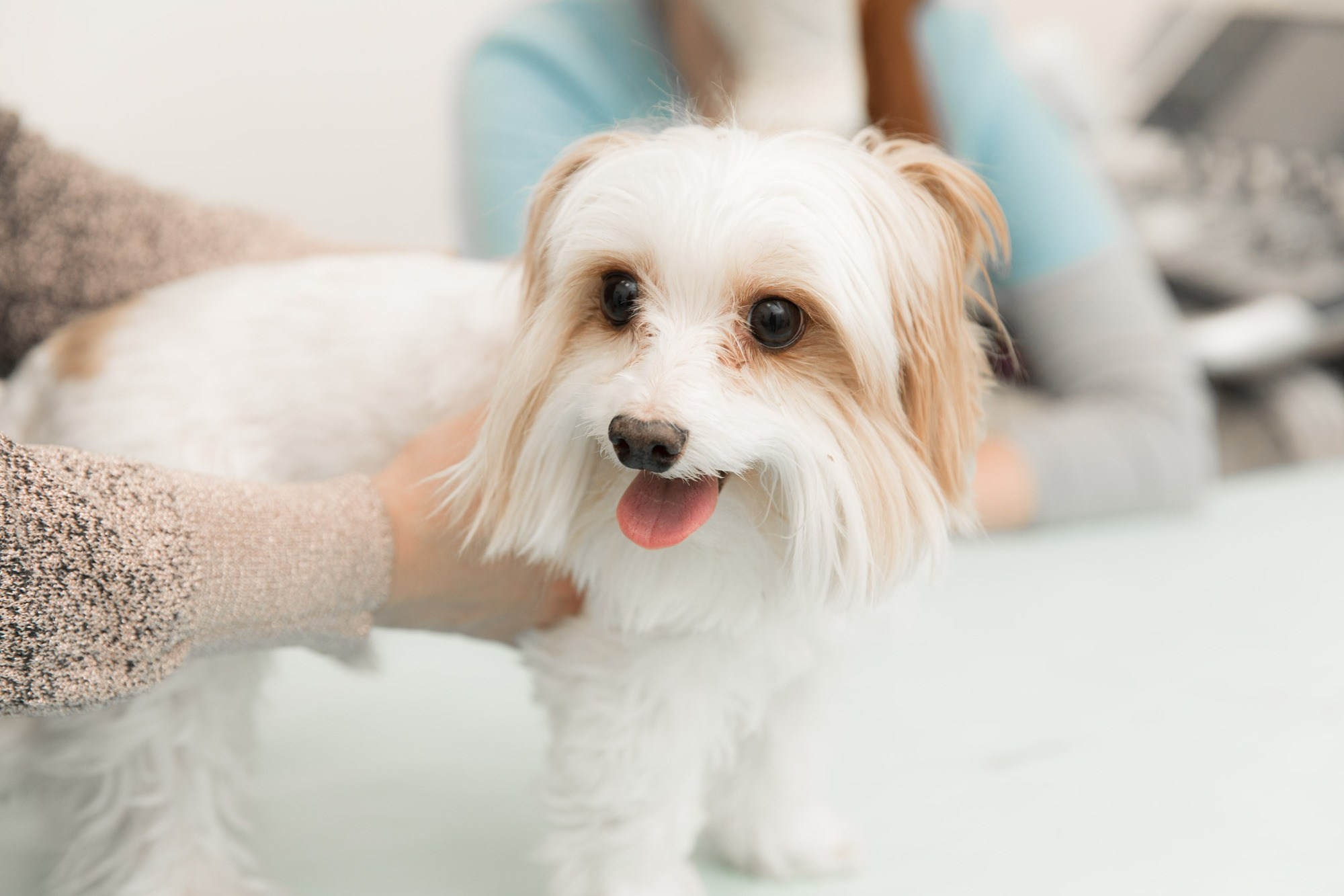 Рекламная фотосессия для ветеринарной клиники "Прайд"