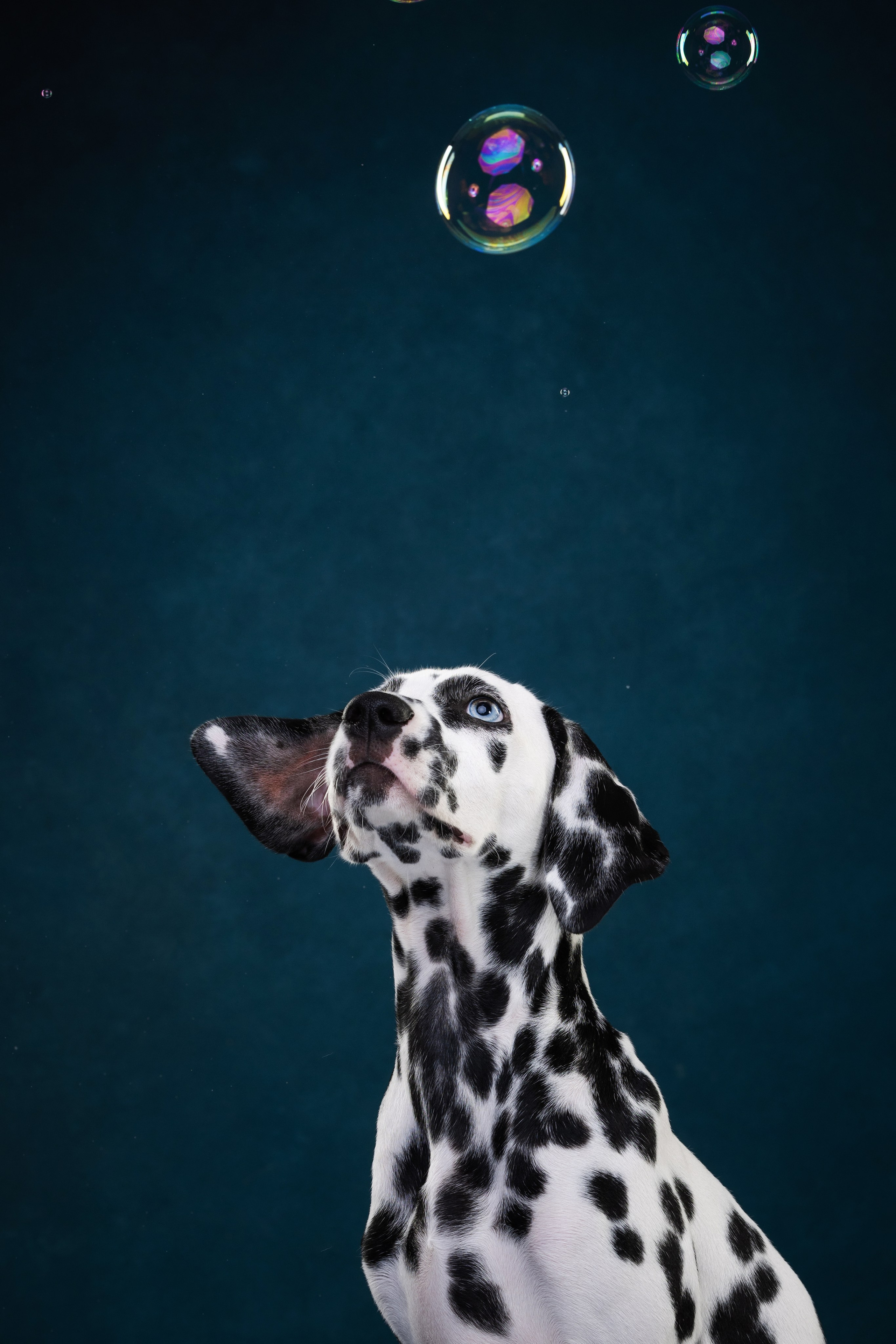 Далматин Одри. Фотограф анималист Осипчикова Мария