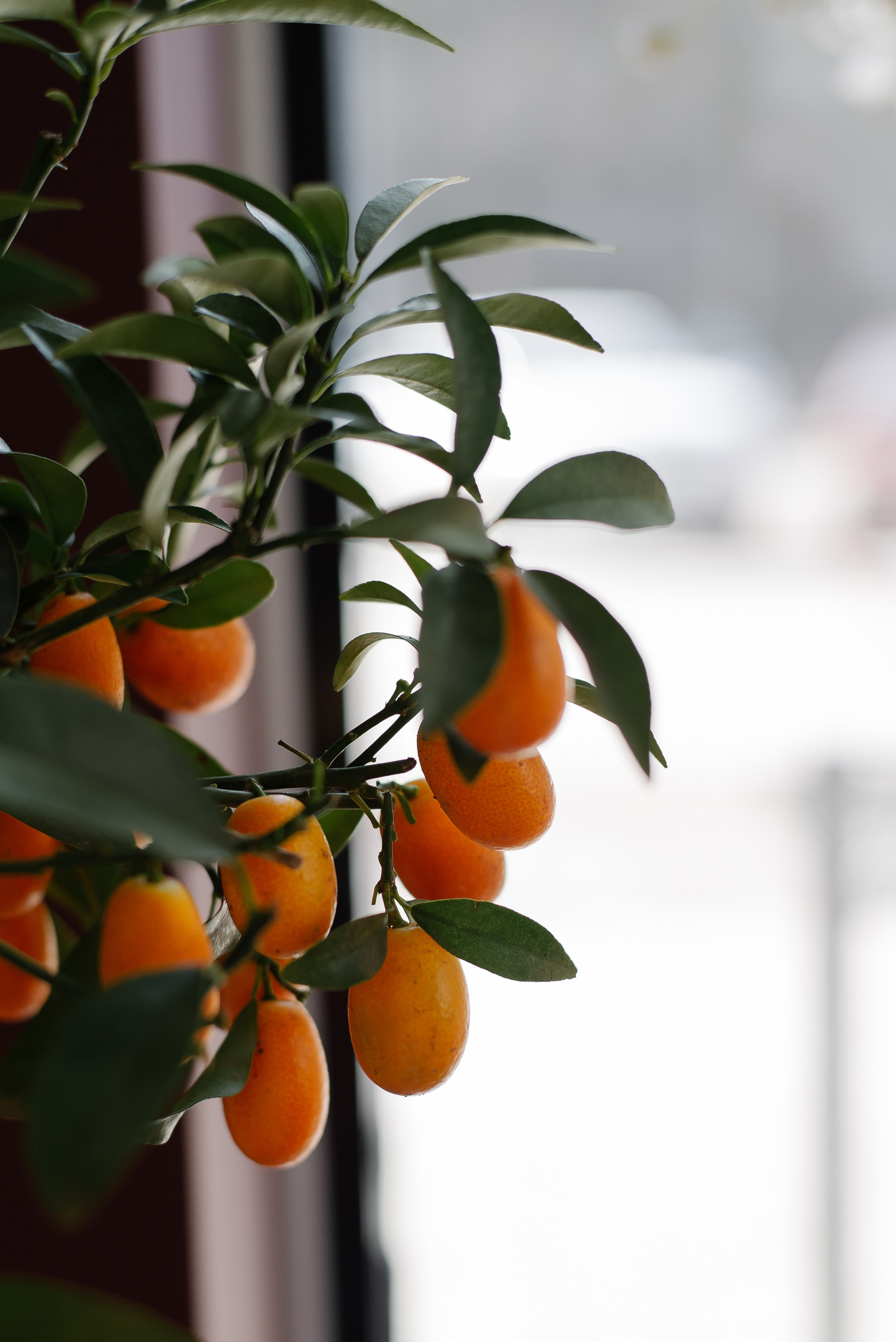 Garden Street. Портретный фотограф Ксения Люндовская