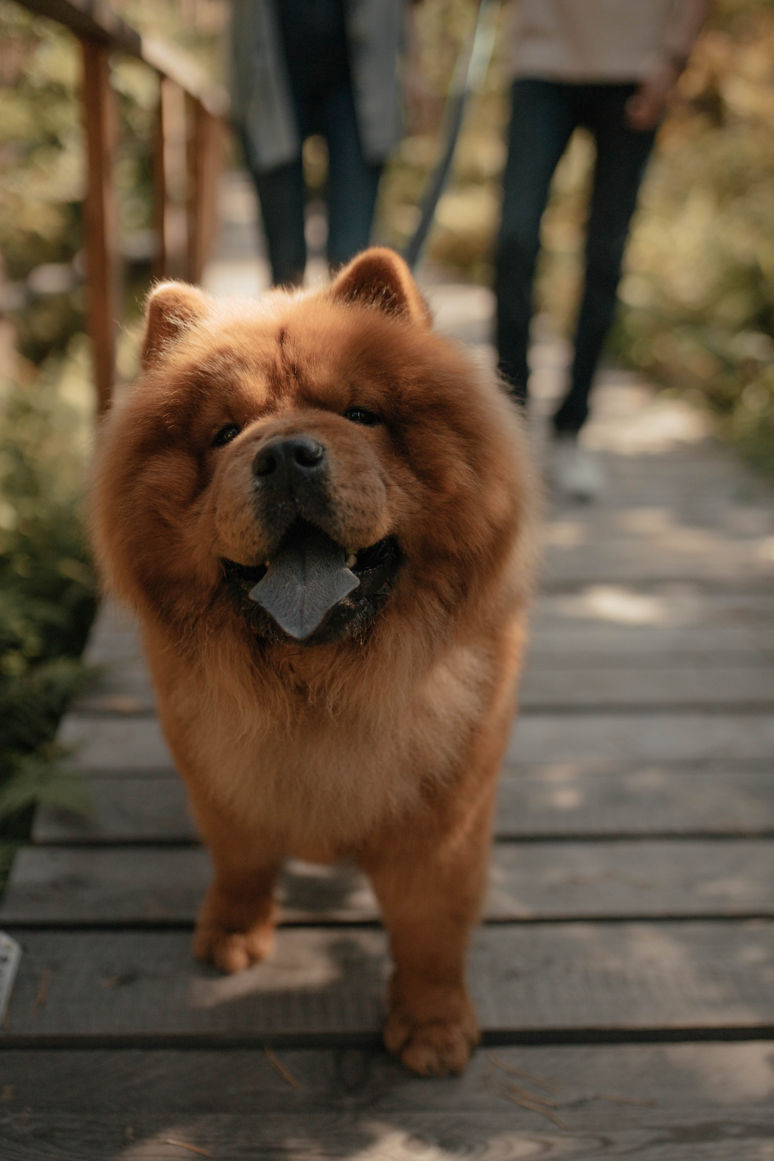 Свадьба в Горном-Алтае. Свадебный организатор Марина Корсакова, Барнаул, Бийск, Алтайский край, Горный Алтай, Новосибирск