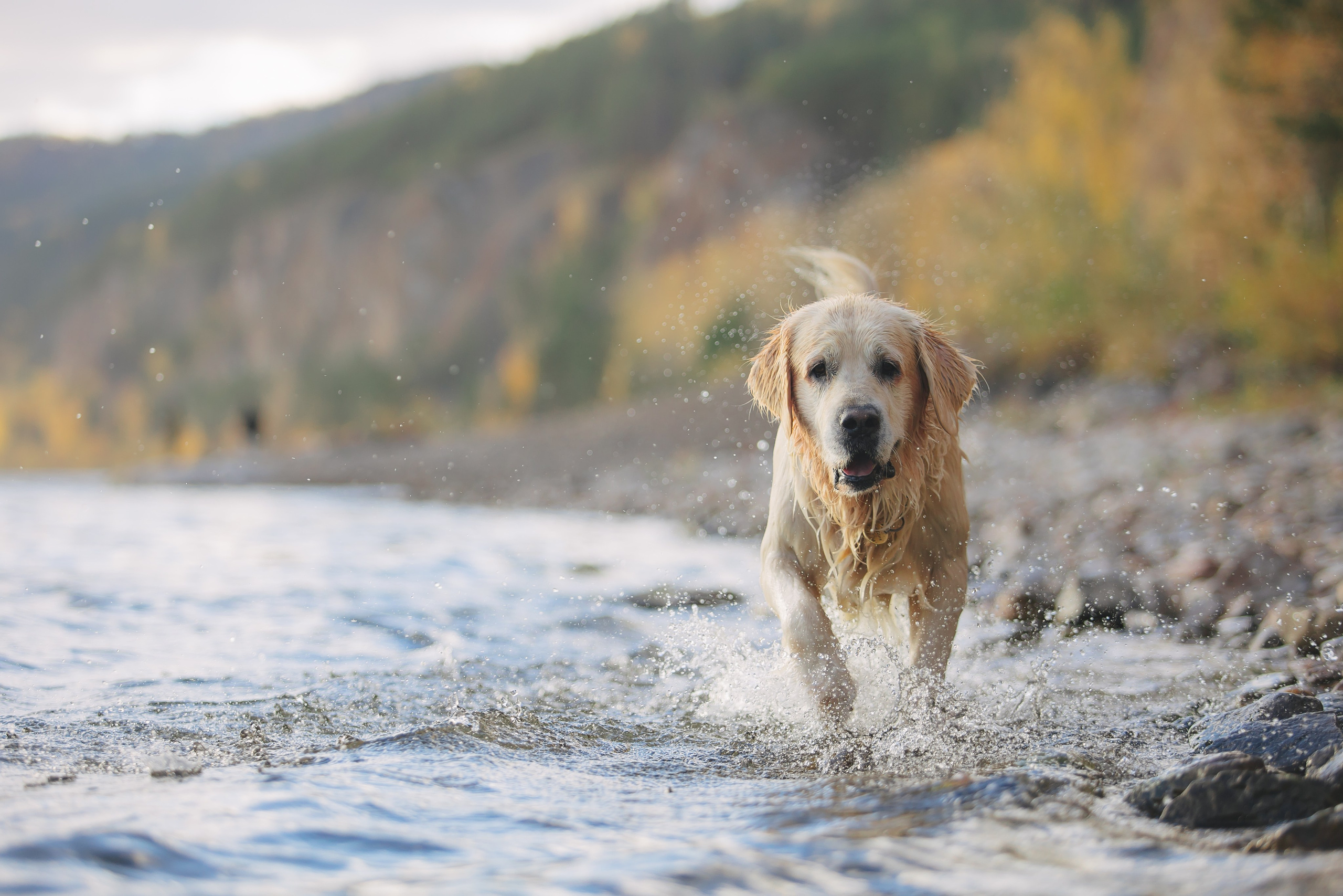 Снежик и Веста. Свадебный и женский фотограф