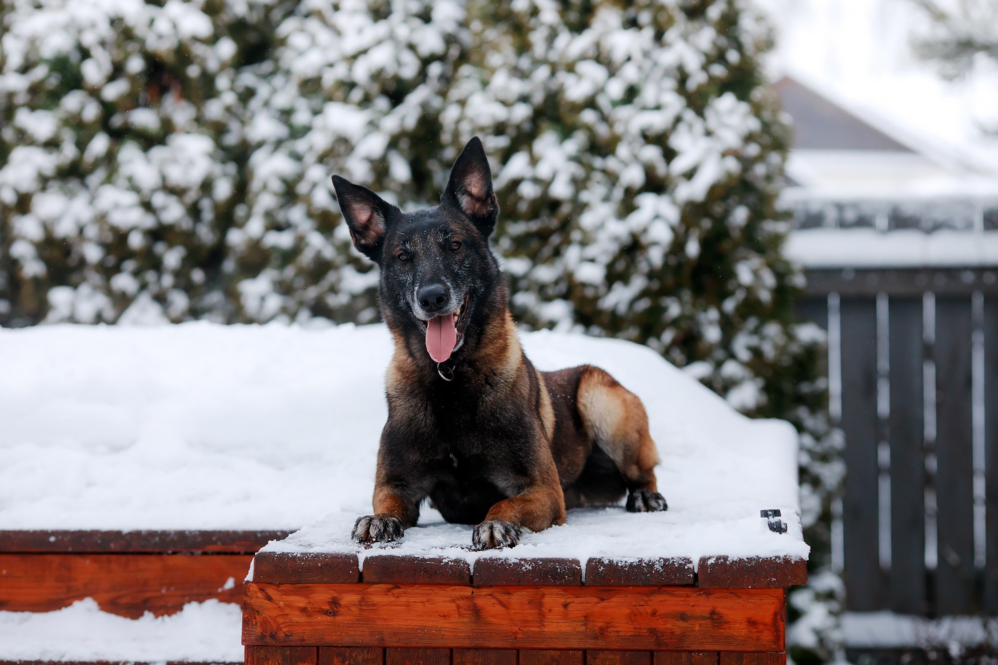 Зимние портреты. Фотограф-анималист Mary Mart — Москва, Питер