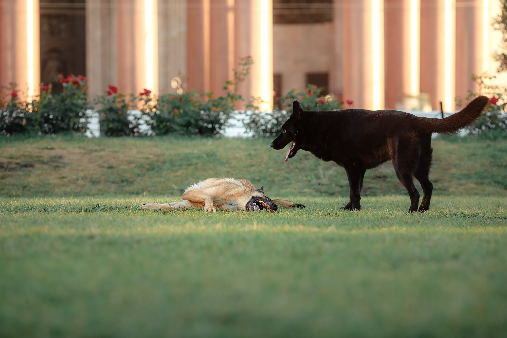 Алена, Кай и Мара. Фотограф-анималист Mary Mart — Москва, Питер