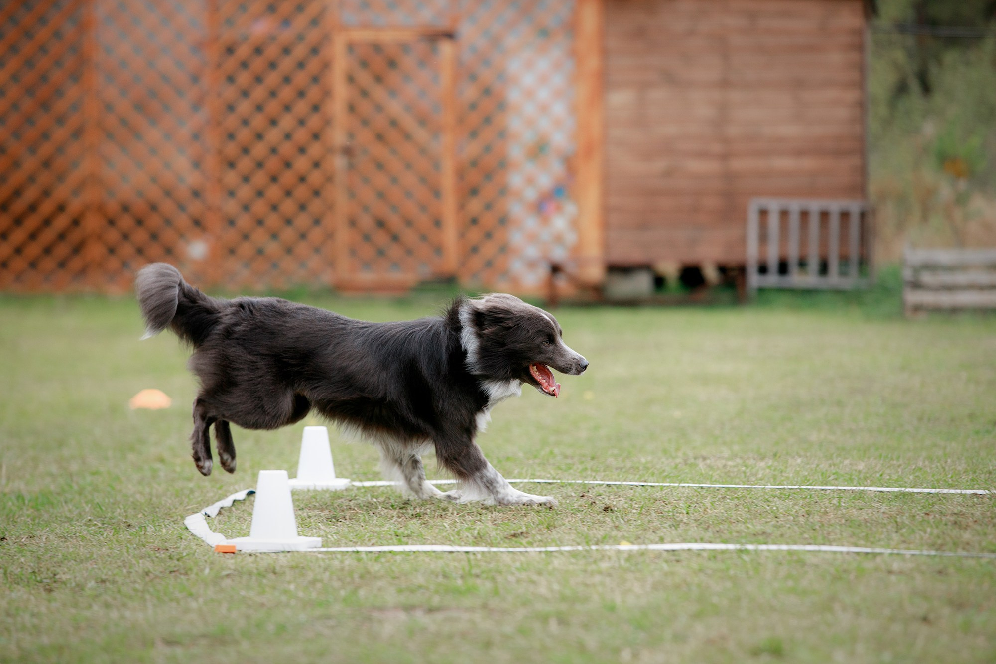 Лагерь по ОБД с Инной Баженовой. Фотограф-анималист Mary Mart — Москва, Питер