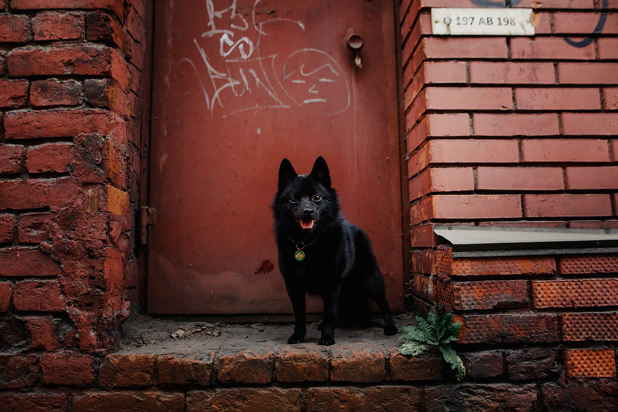Саша, Маша и шипперке Йети. Фотограф-анималист Mary Mart — Москва, Питер