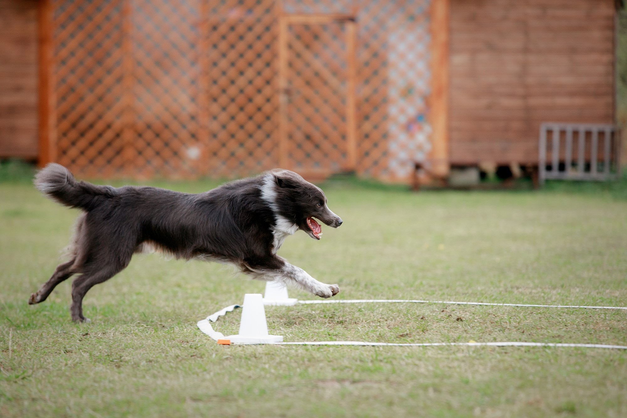 Лагерь по ОБД с Инной Баженовой. Фотограф-анималист Mary Mart — Москва, Питер