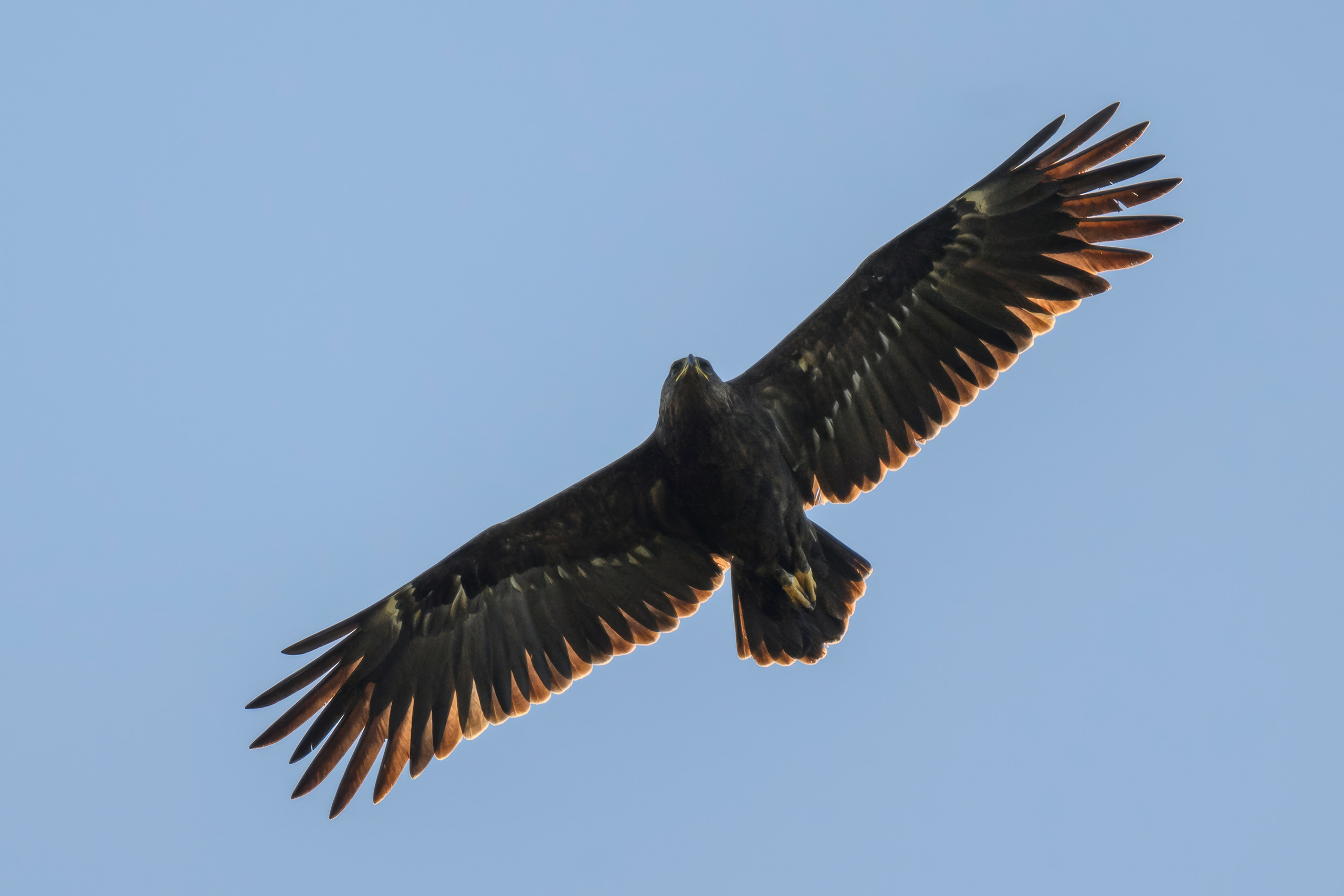 Журавлей спугнули. The cranes were scared away. Фотограф Сергей Пупонин
