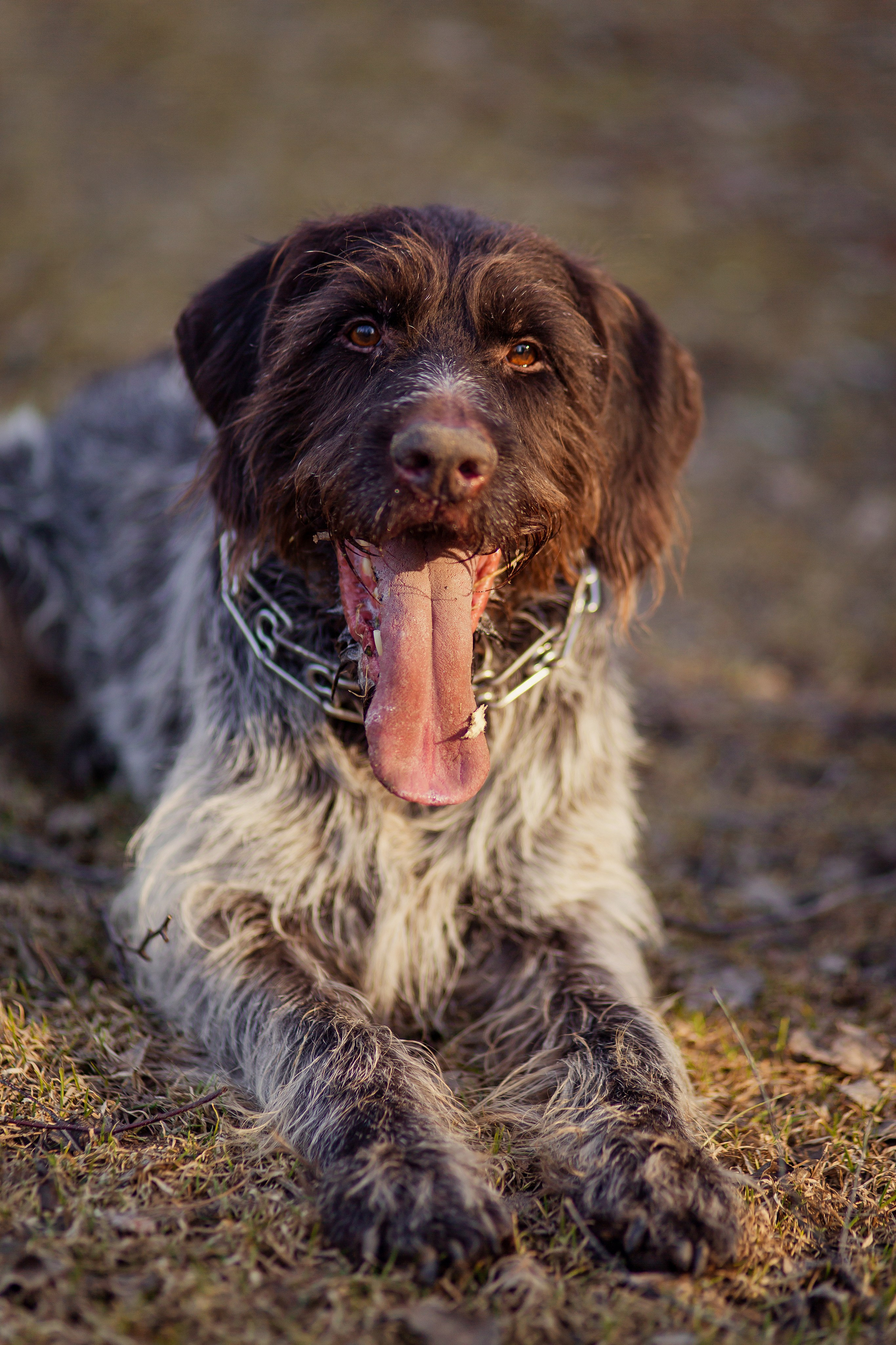 Hundeshooting / Hundefotografie. Fotografin in München Dasha Antipina