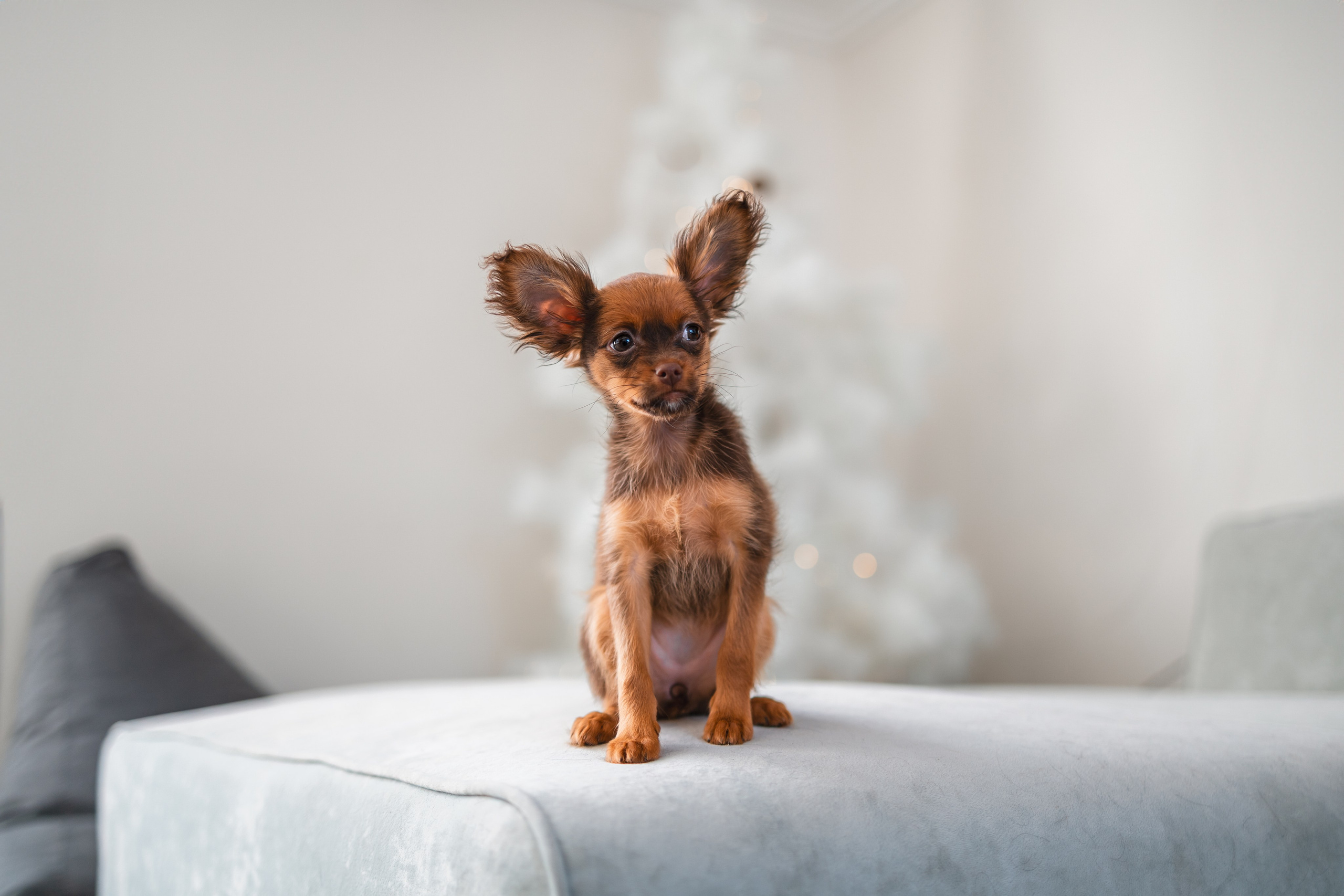 Малыши Той Терьер. Фотограф Анималист в Москве Анастасия Жучкова