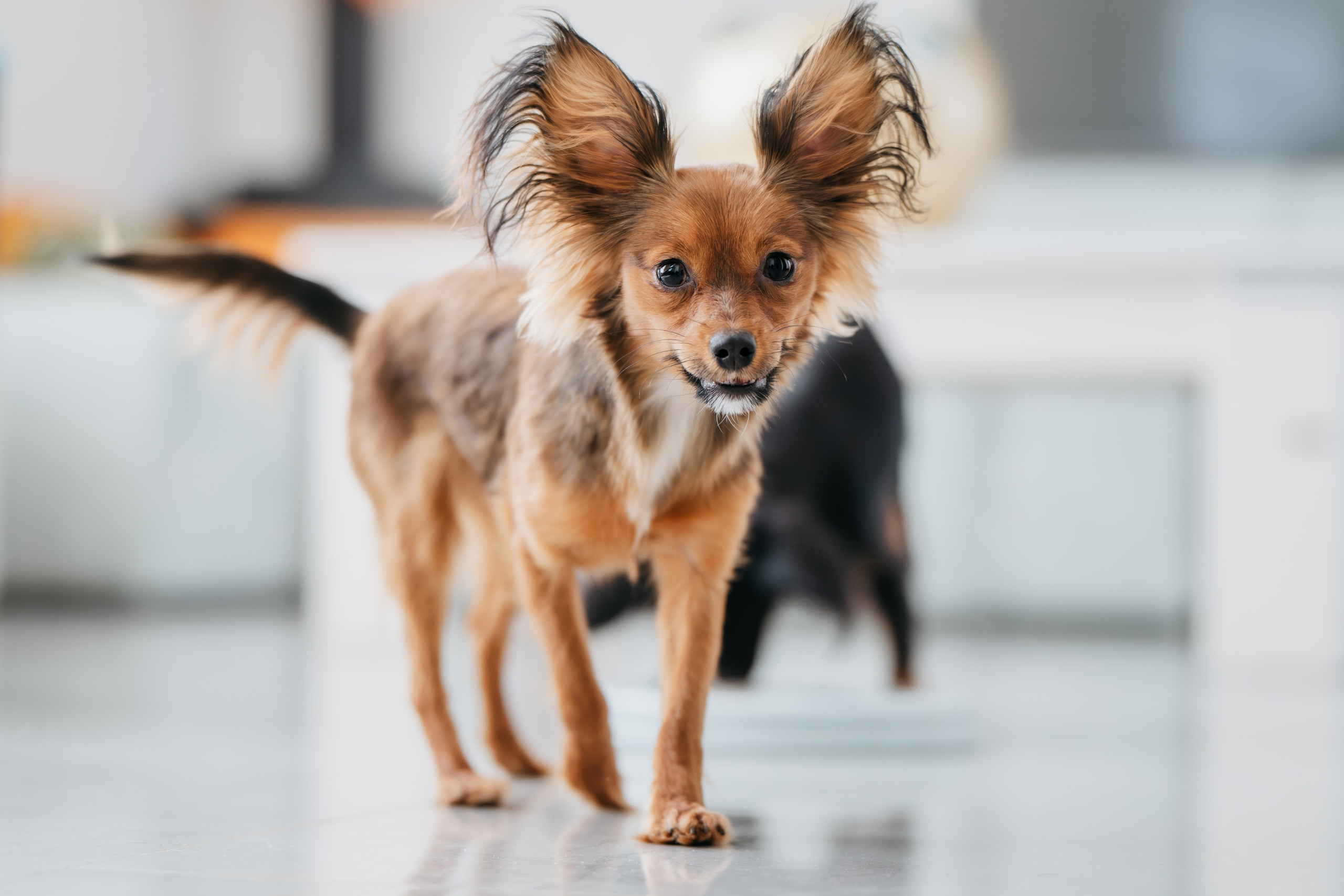 Домашняя съемка. Фотограф Анималист в Москве Анастасия Жучкова