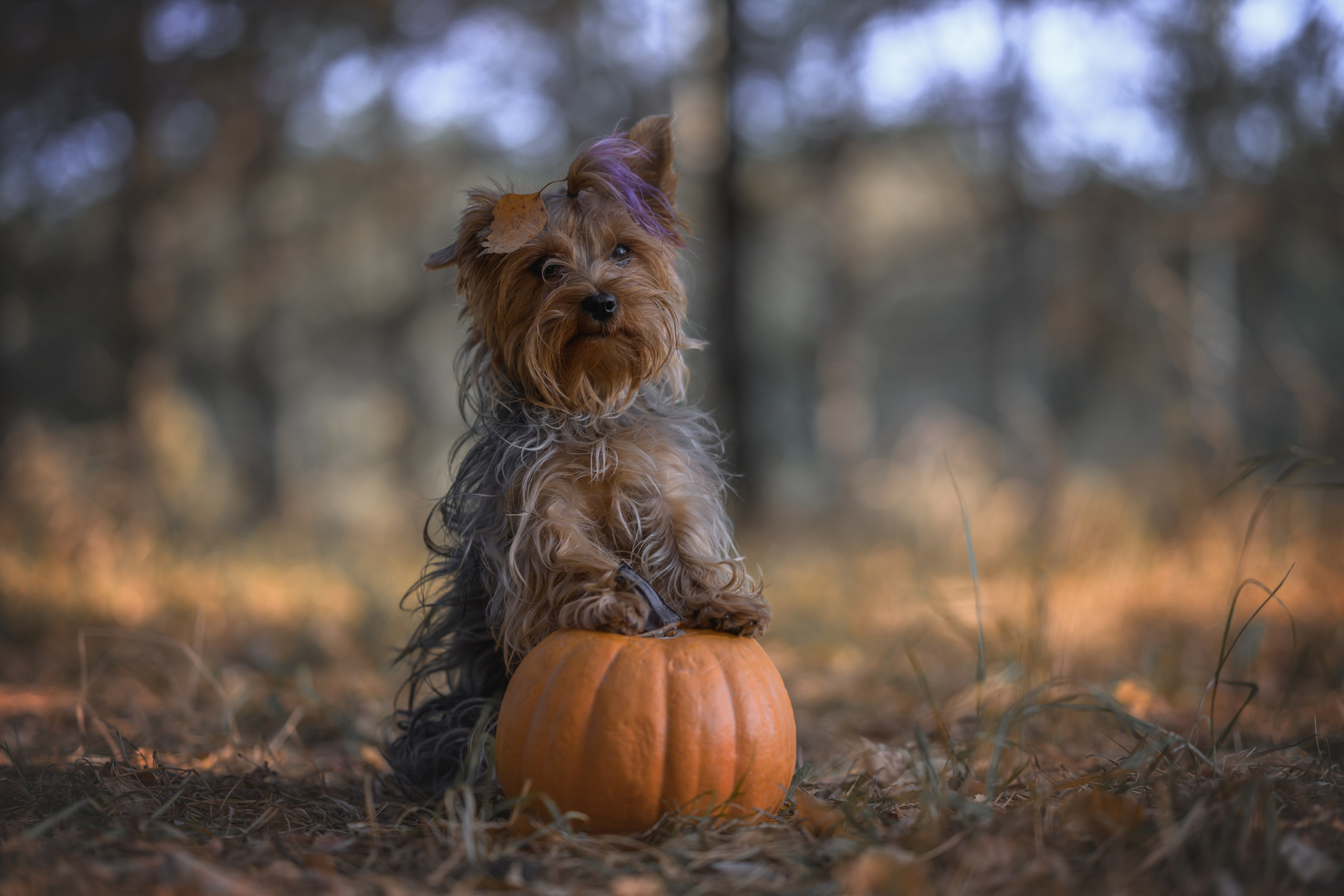 Хэллоуин. Фотограф Анималист в Москве Анастасия Жучкова