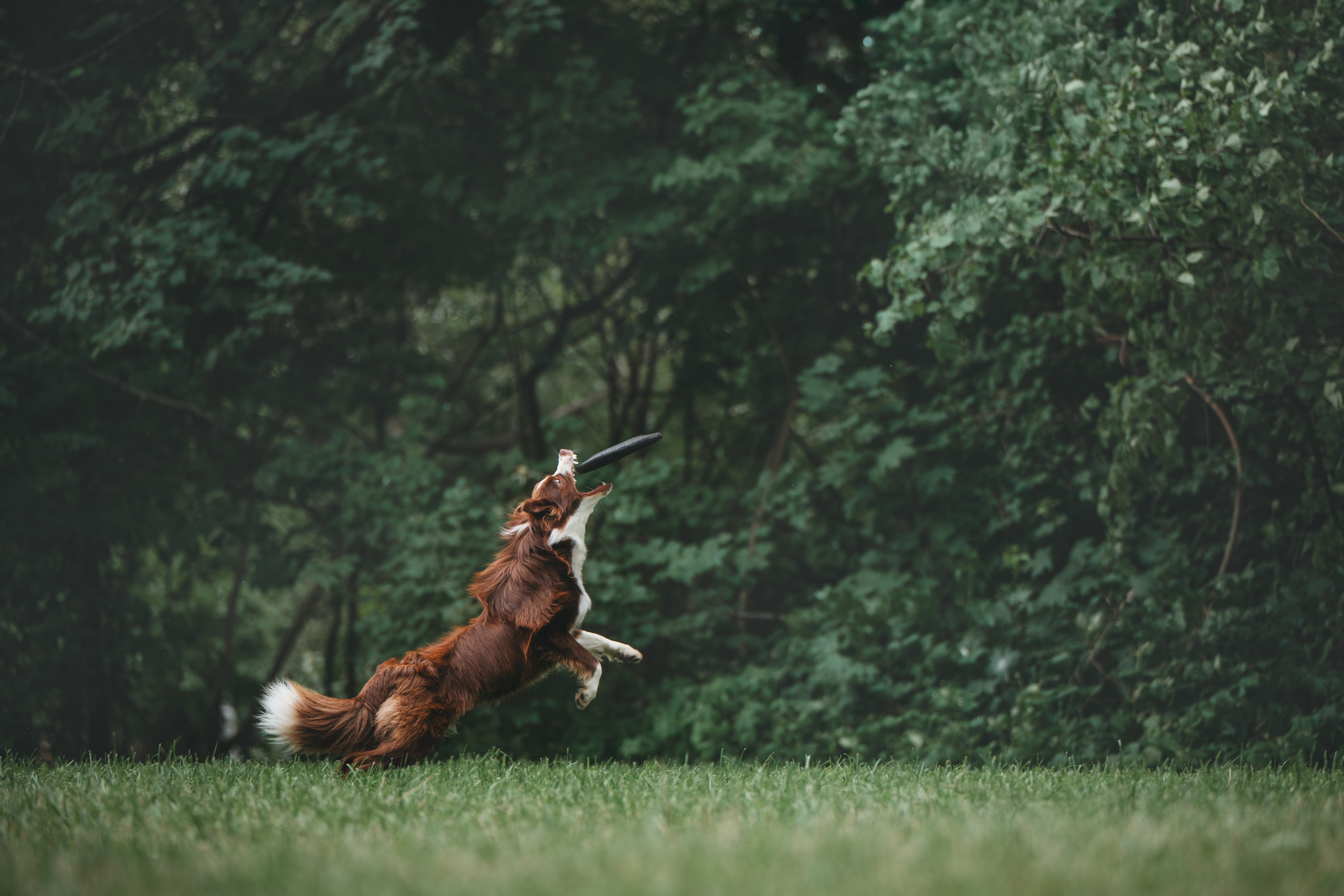 Бордер Колли. Фотограф Анималист в Москве Анастасия Жучкова