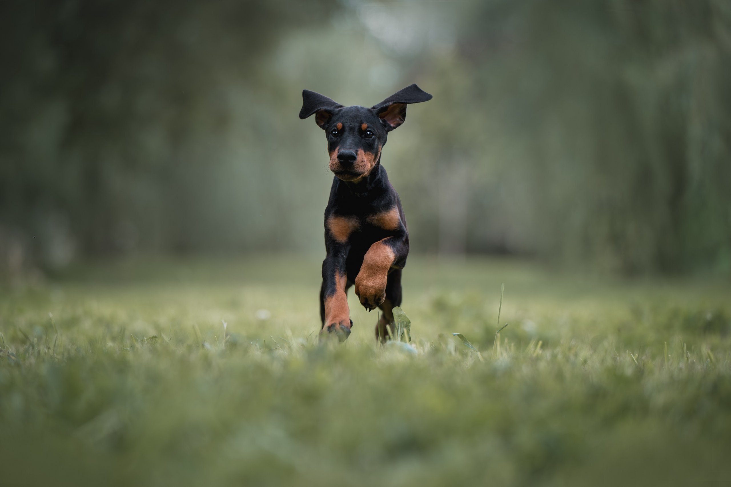 Щенки Доберманов. Фотограф Анималист в Москве Анастасия Жучкова