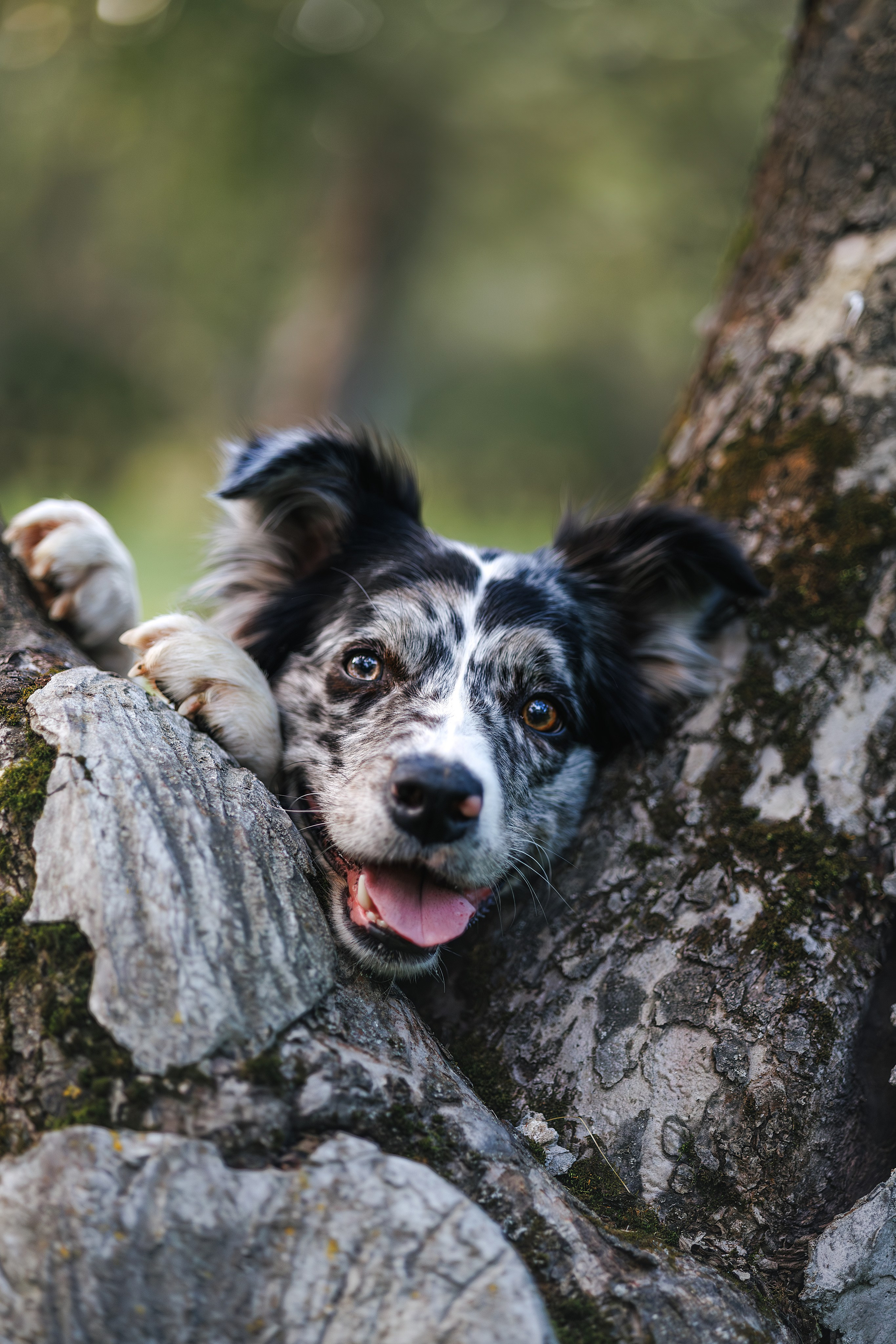 Бордер Колли. Фотограф Анималист в Москве Анастасия Жучкова