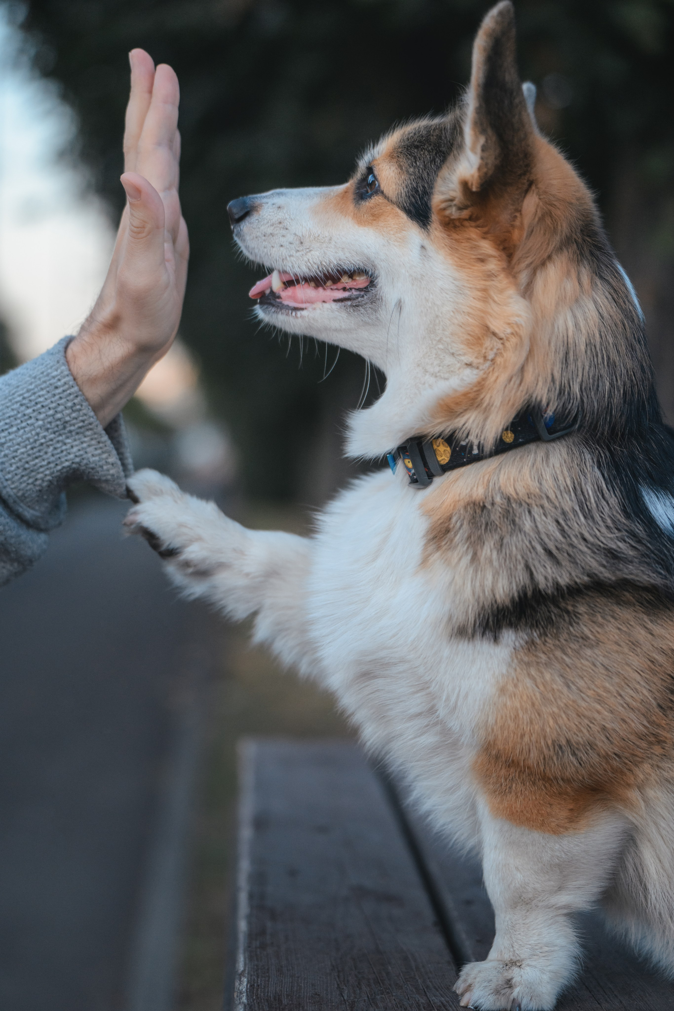 Ева, Леша и Лаванда. Фотограф Анималист в Москве Анастасия Жучкова