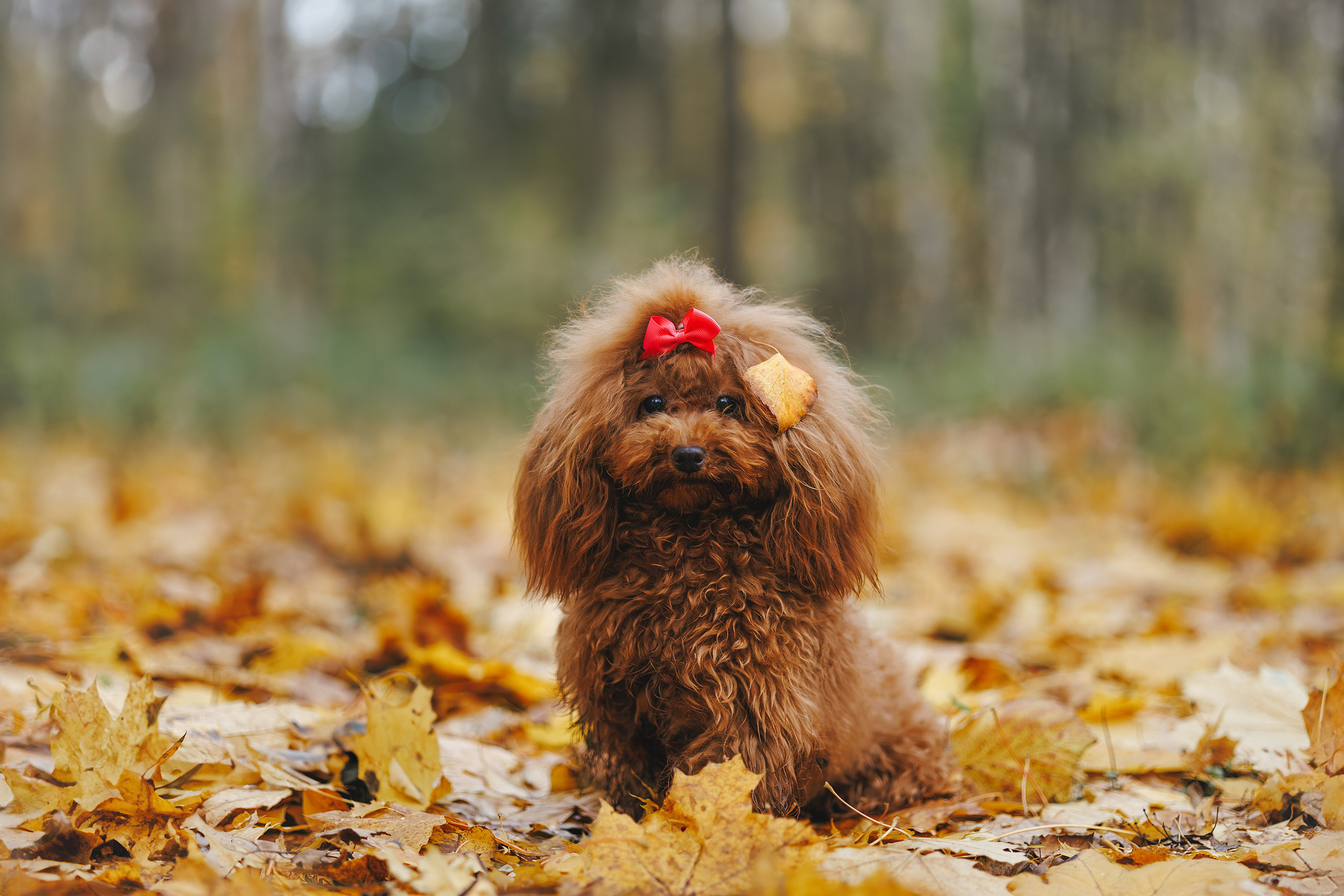 Прогулка в Кусково (в обработке). Фотограф Анималист в Москве Анастасия Жучкова