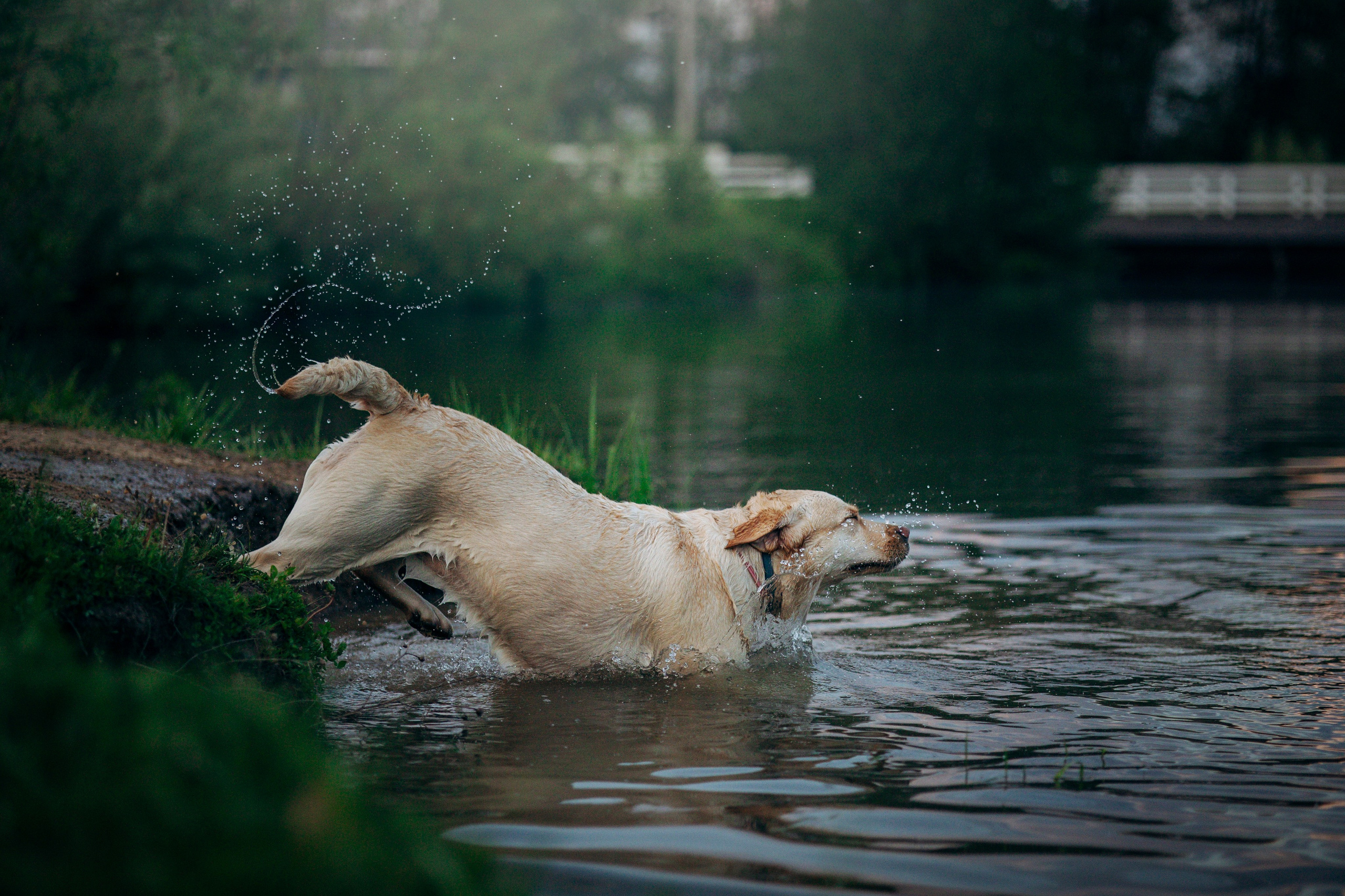 Шани и ее семья. Фотограф — Анималист | Санкт-Петербург
