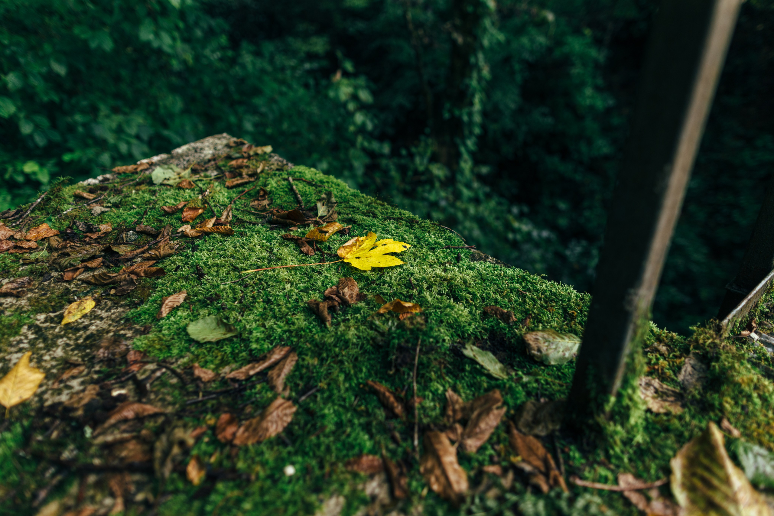 Оштенский Кордон. Семейный фотограф в Белгороде