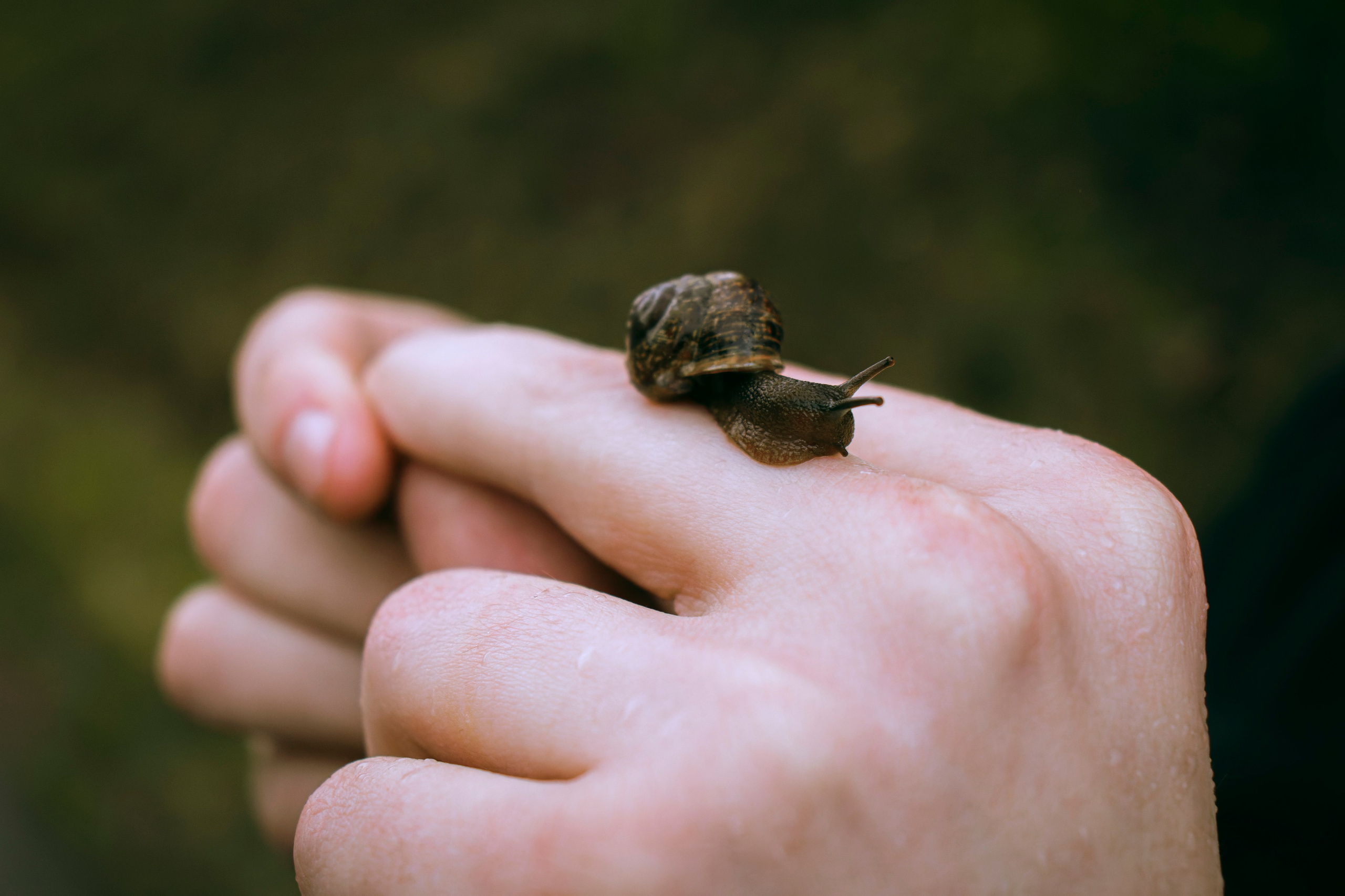 Из наблюдений. Плак или Квак