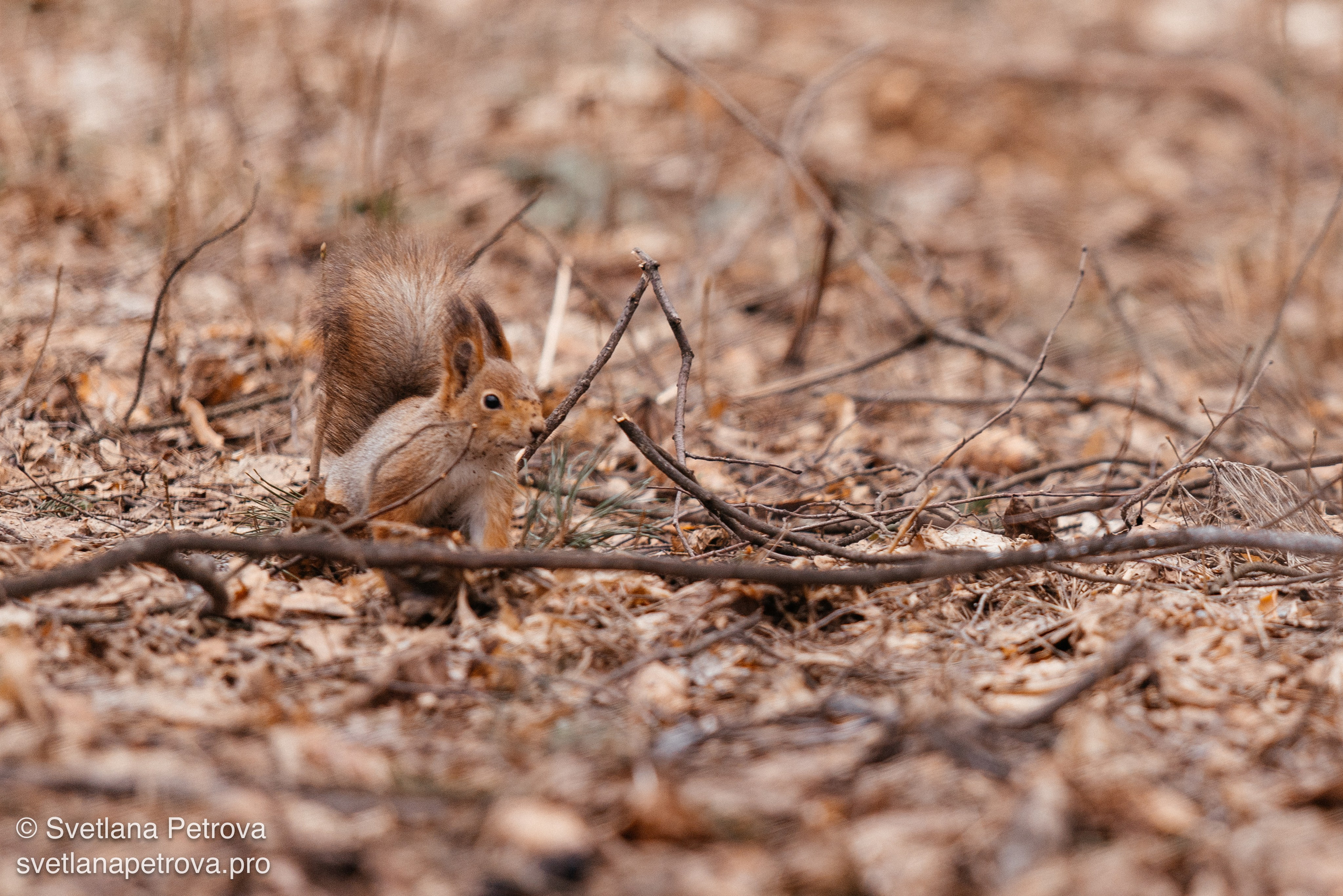 Белочки. Весна 2026. Фотограф Светлана Петрова