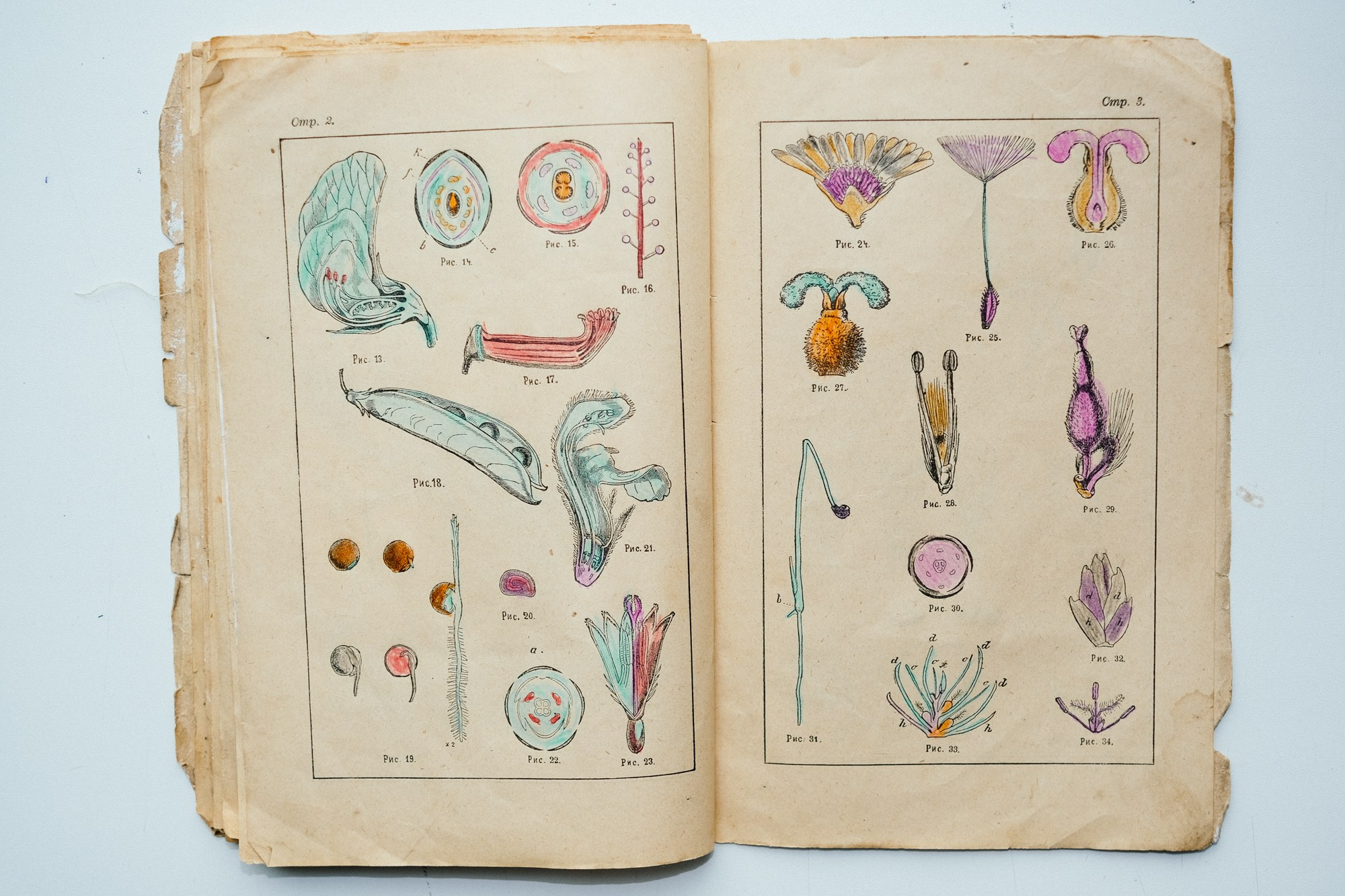 Familia Genus Exsiccata. Художница Юлия Павлова